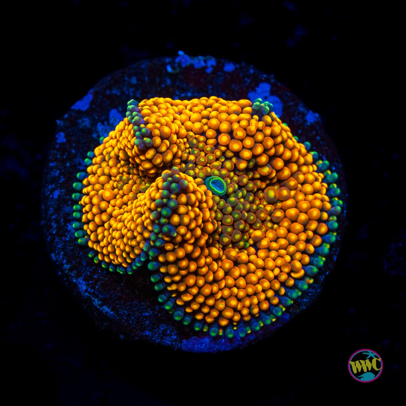 Citrus Explosion Ricordea Mushroom - Actinic Photo