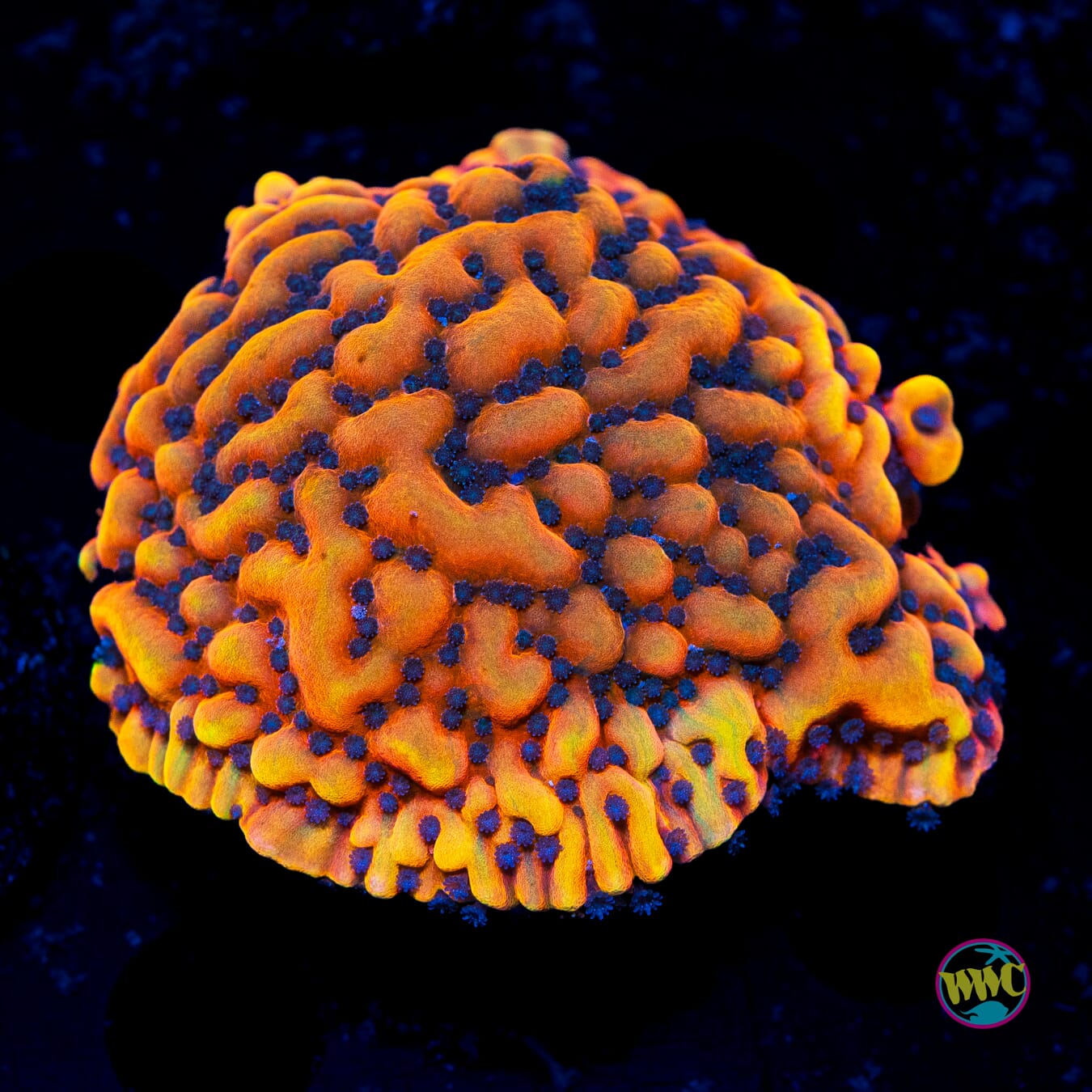 Jason Fox Altered Ego Montipora - Actinic Photo