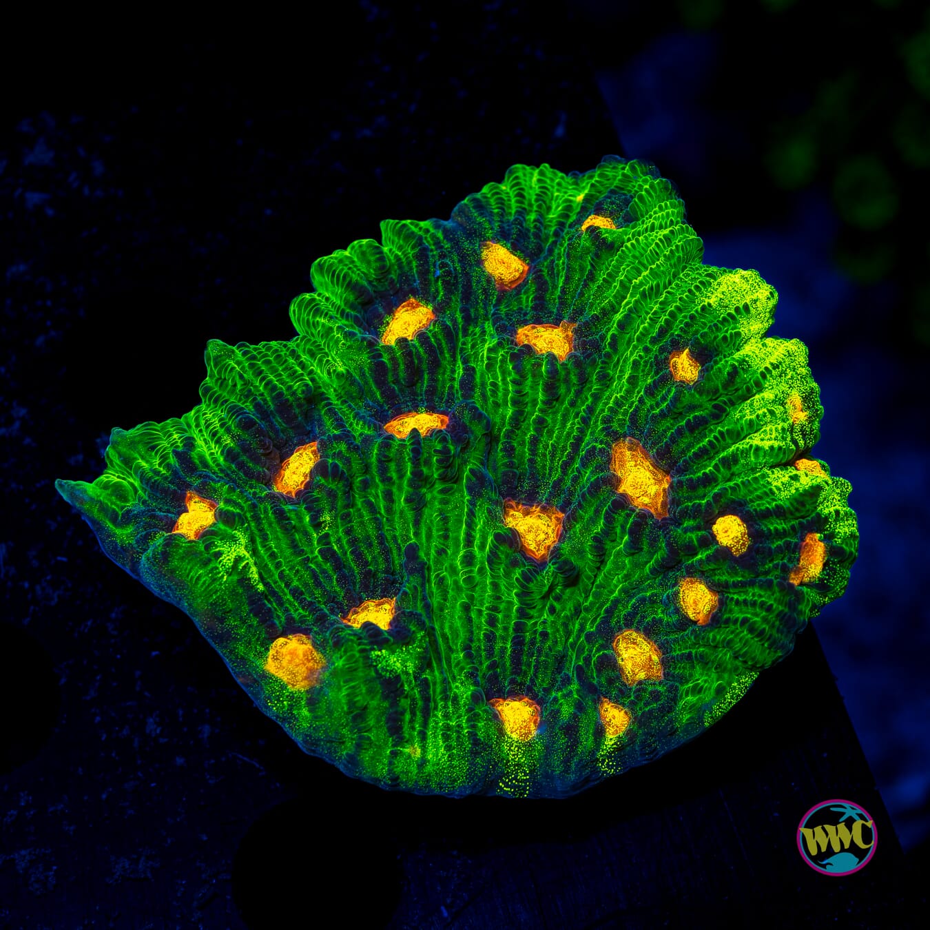 Jason Fox Raja Rampage Chalice - Actinic Photo