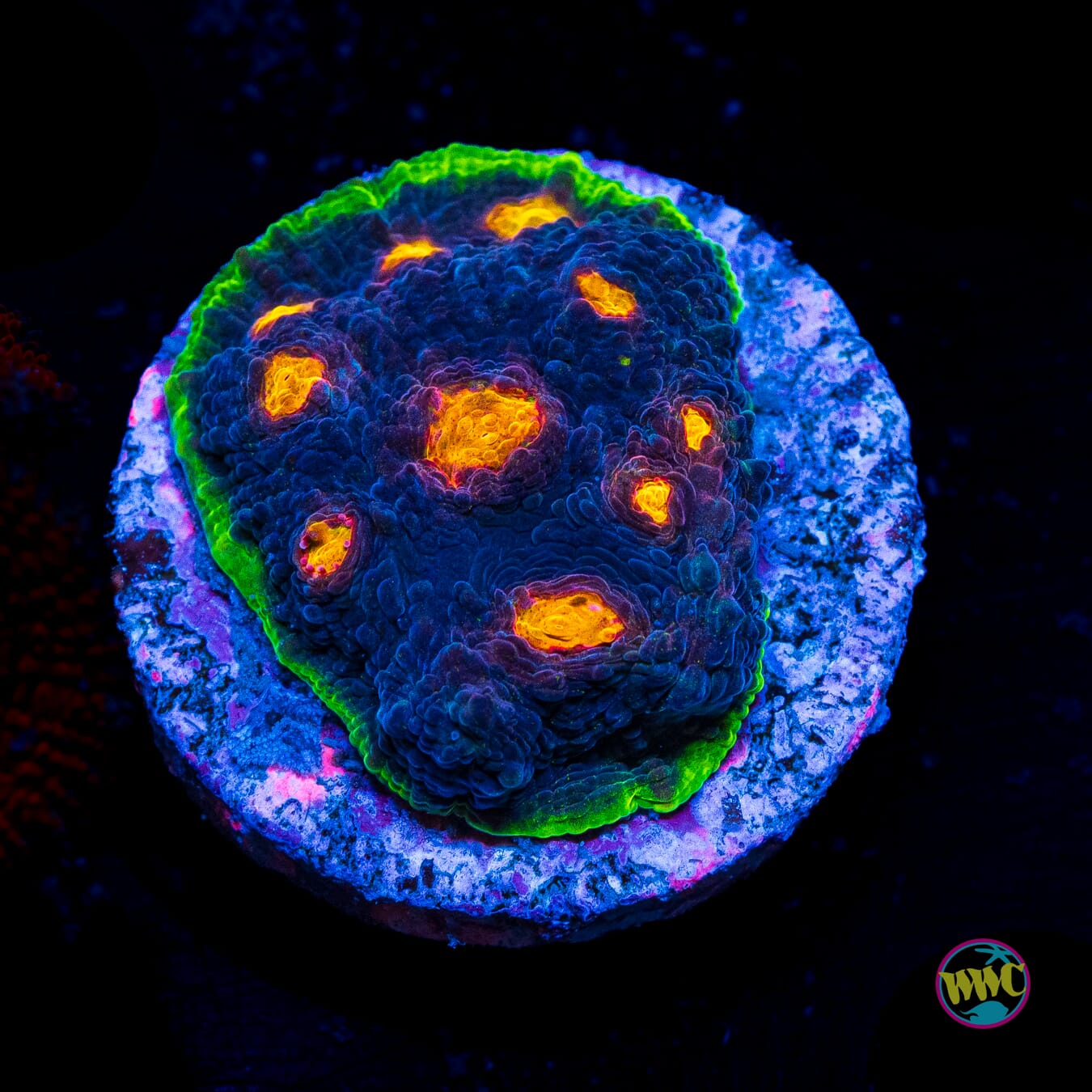 Jason Fox Crazy Fox Chalice - Actinic Photo