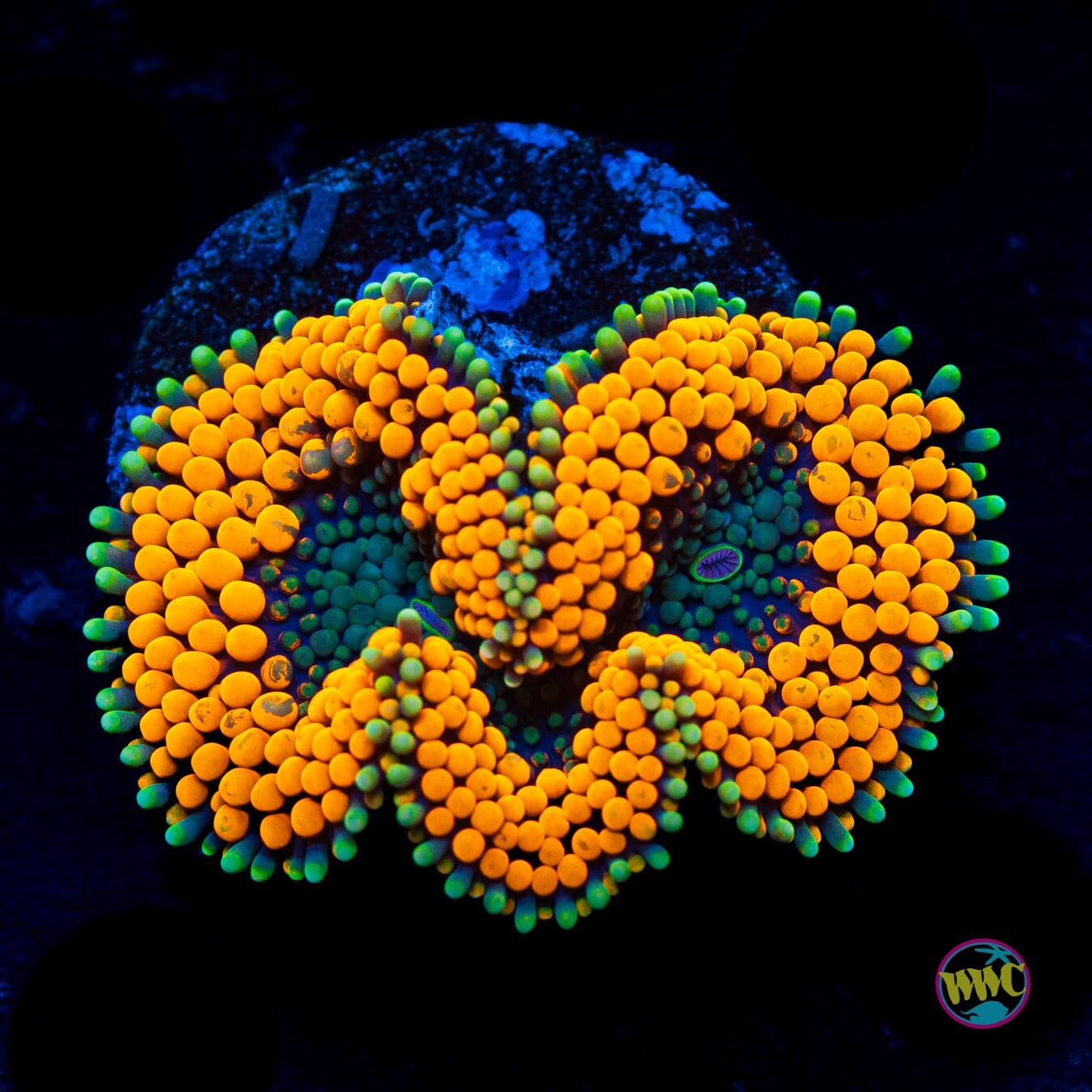 Tangerine Bliss Ricordea - Actinic Photo