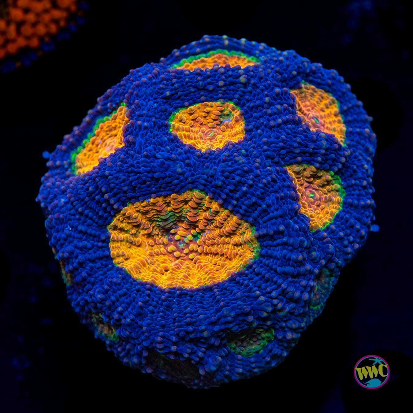 Purple Drank Echinata - Actinic Photo