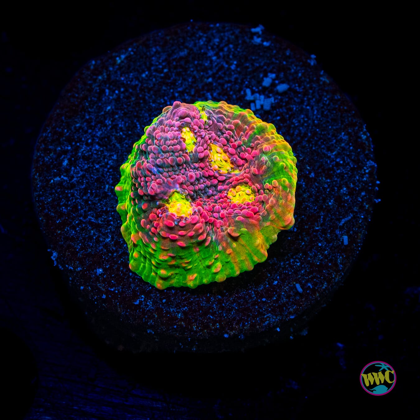 WWC Kingpin Chalice - Actinic Photo