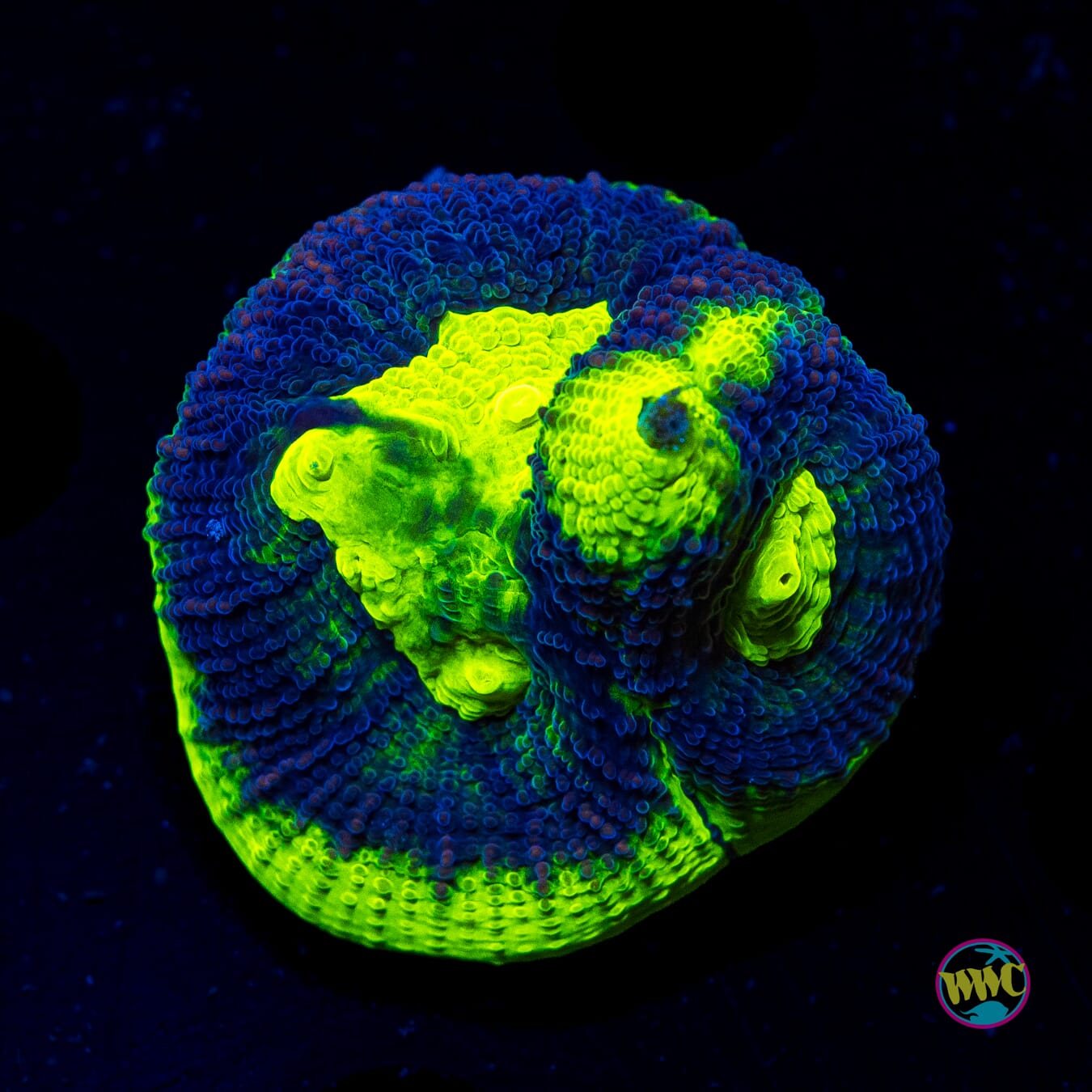 Nuclear Neon Goniastrea - Actinic Photo