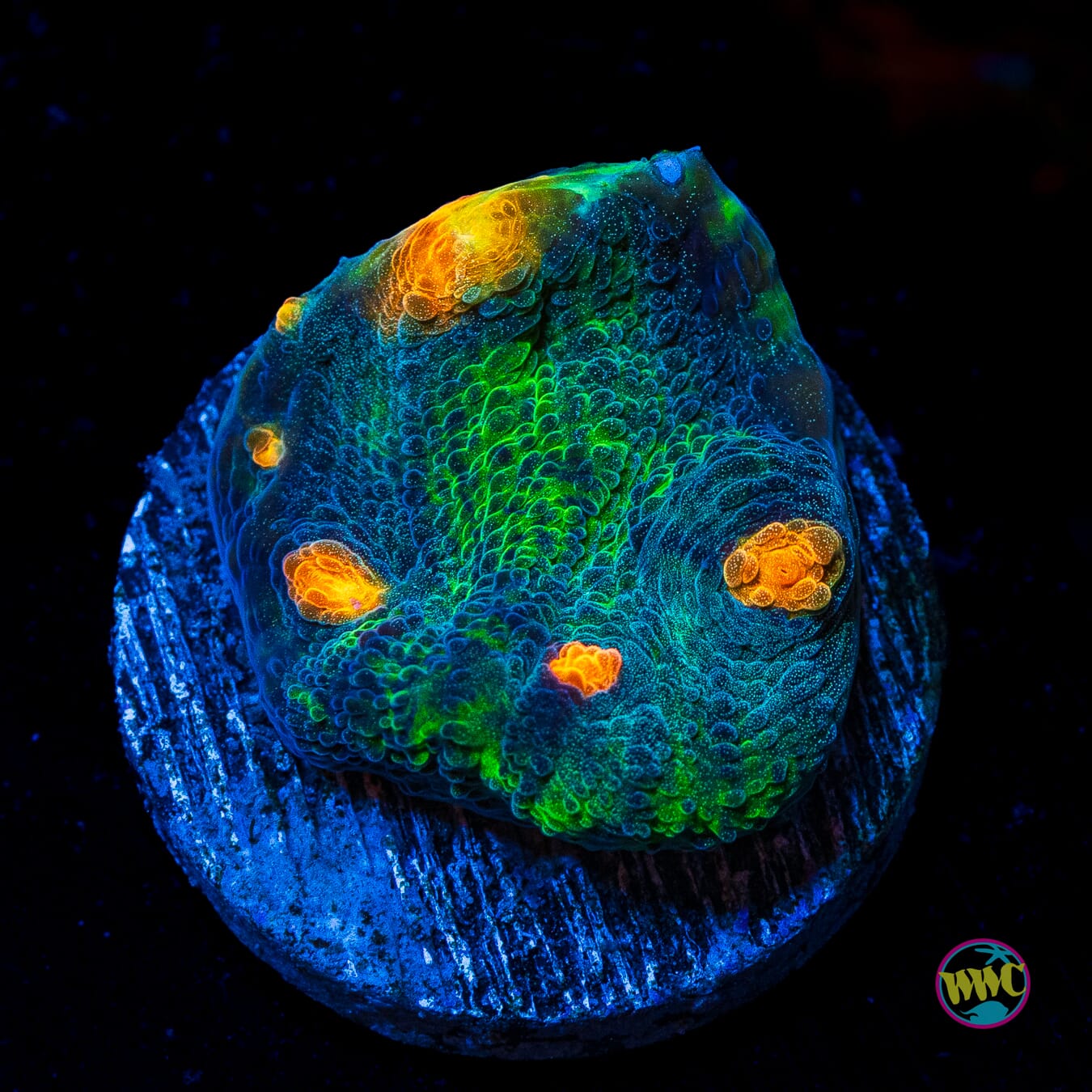WWC Pumpkin Head Chalice - Actinic Photo