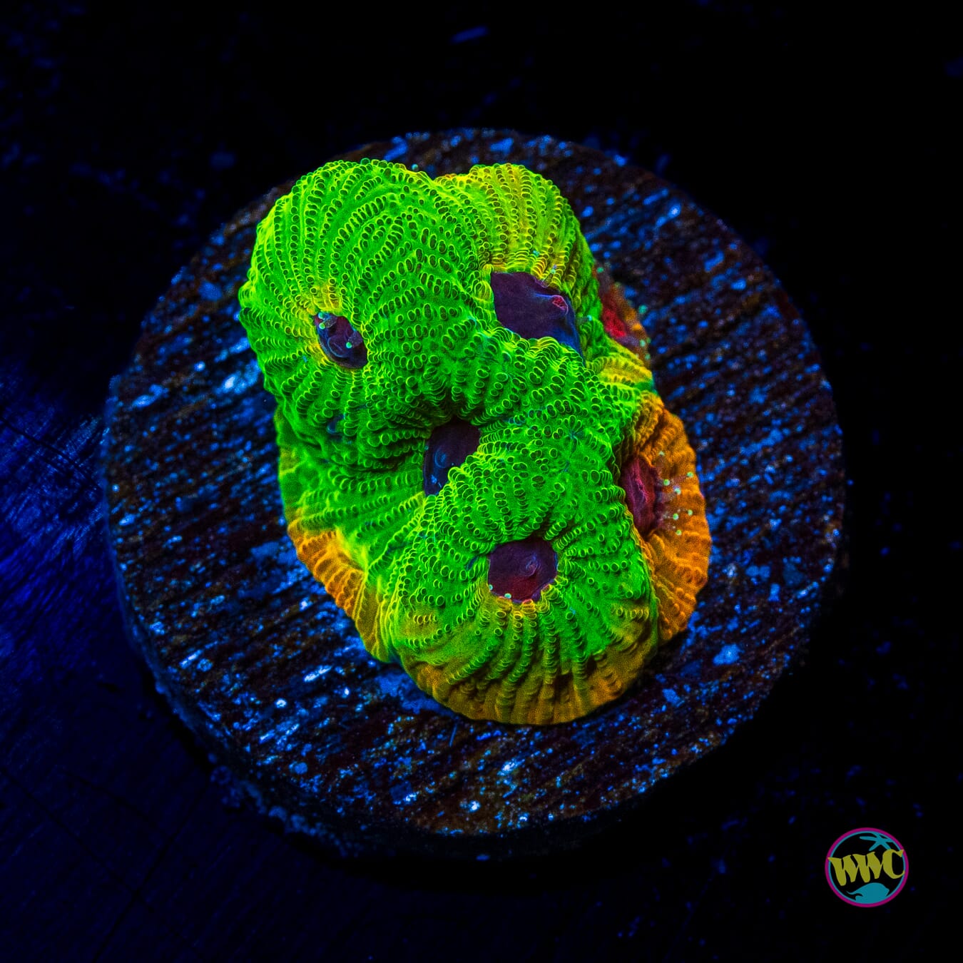 UC Fascination Favites - Actinic Photo