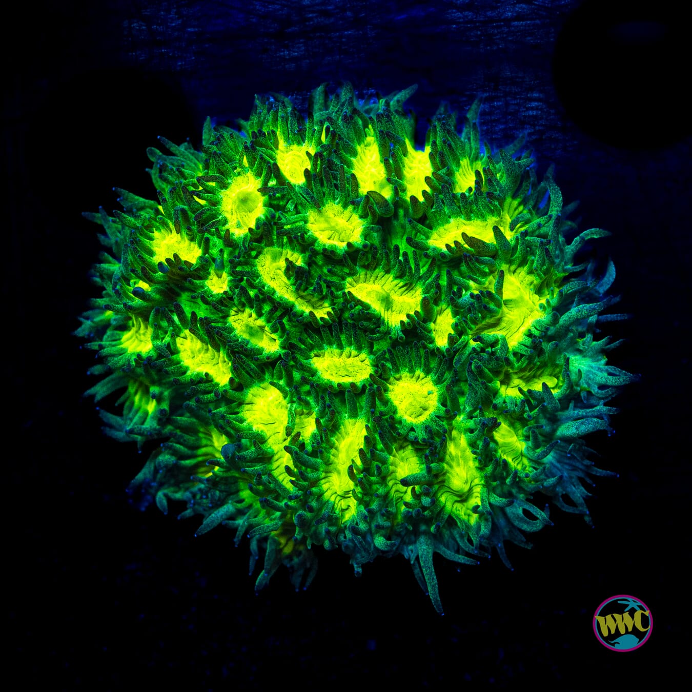 Jason Fox Limelight Hydnophora - Actinic Photo