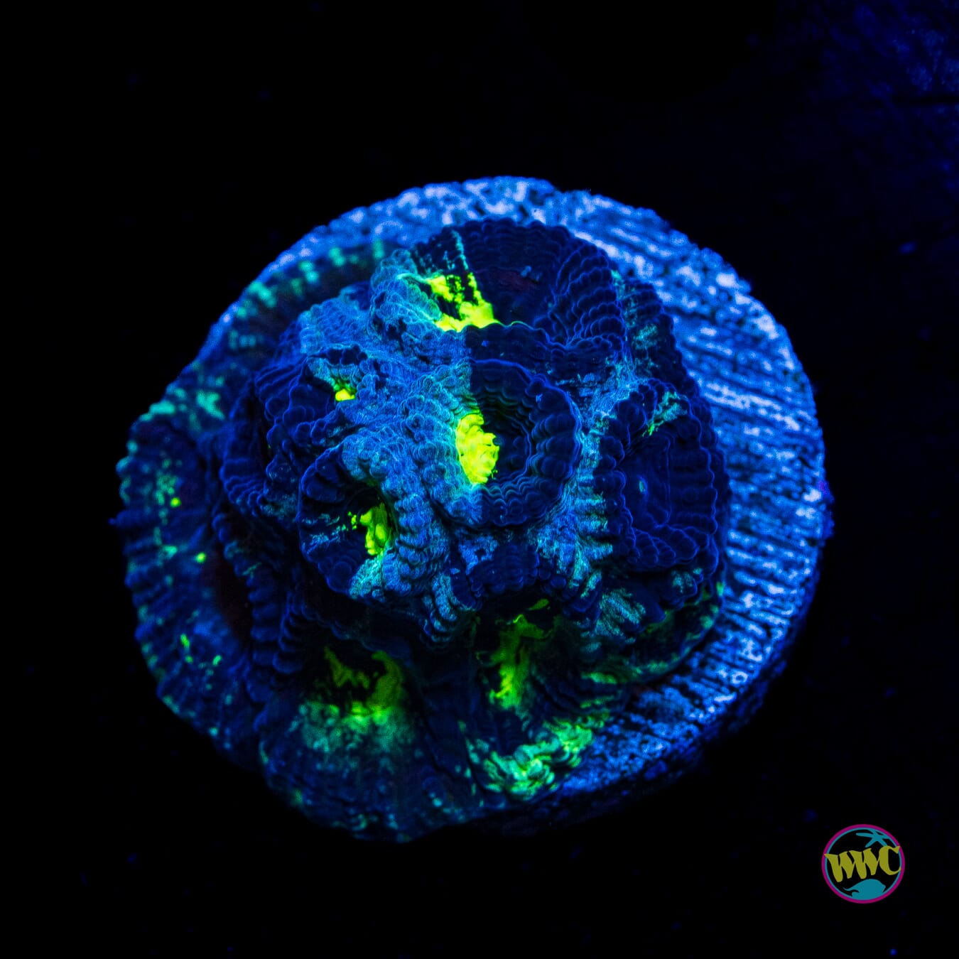 WWC Necromancer Favia - Actinic Photo