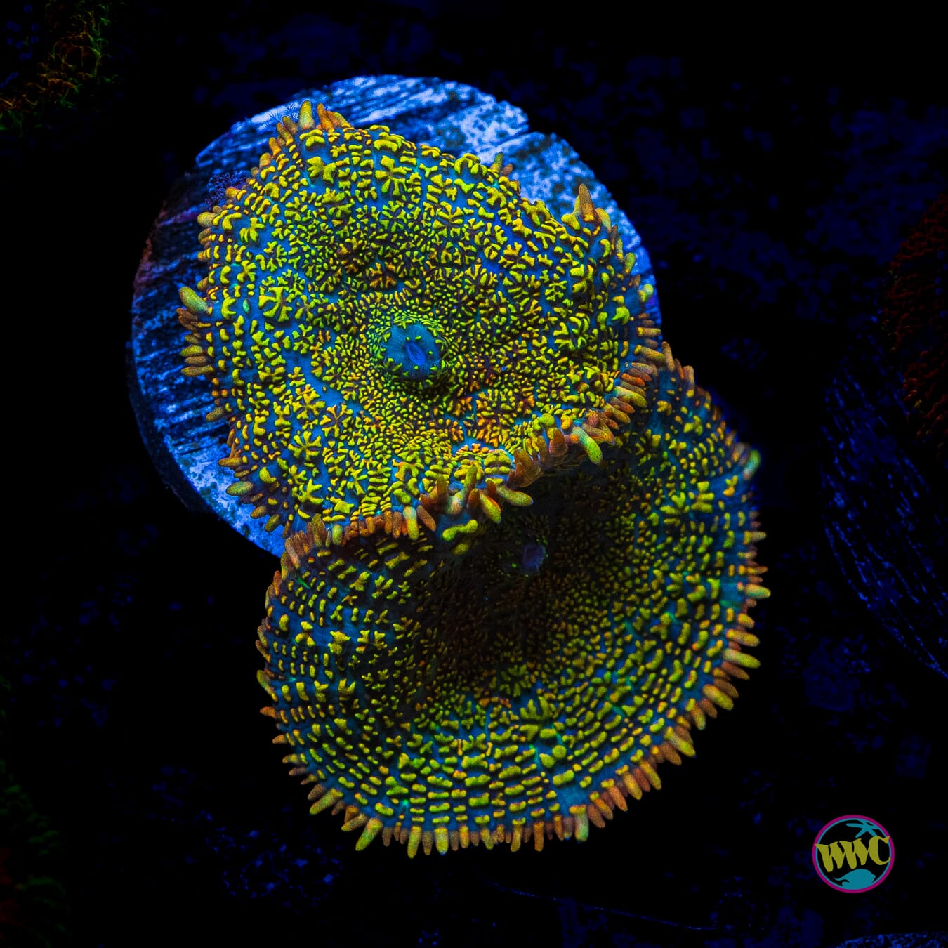 Maui Sunset Rhodactis Mushroom - Actinic Photo