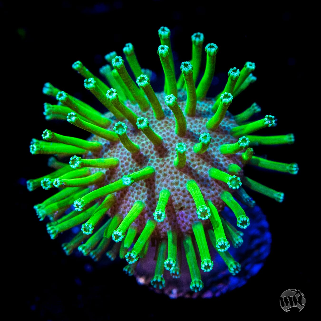 WWC Long Polyp Toadstool Leather Coral