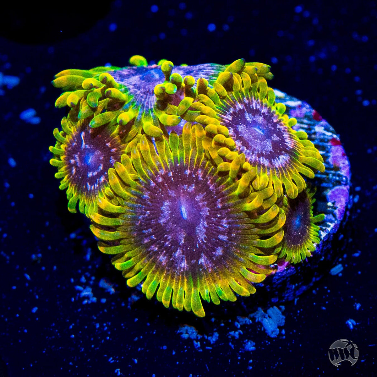 Zoanthids for sale - World Wide Corals