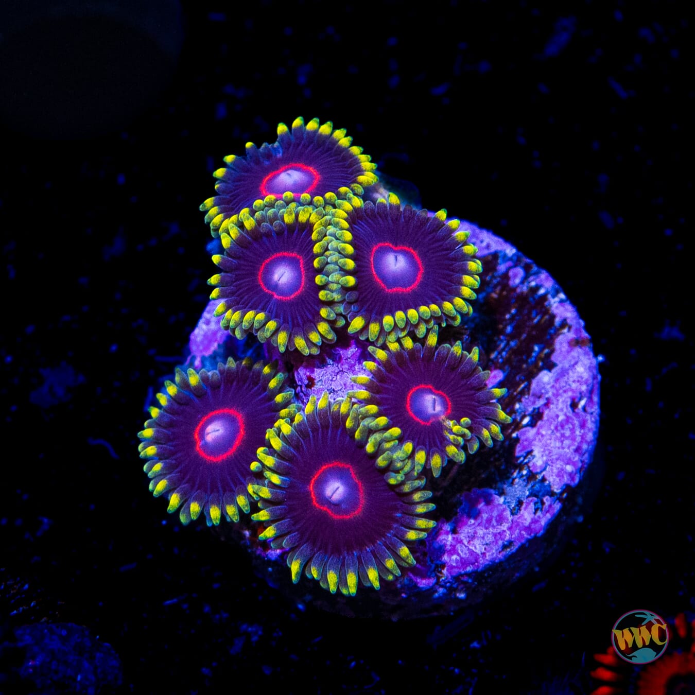 WWC Evil Heart Zoanthids - Daylight Photo