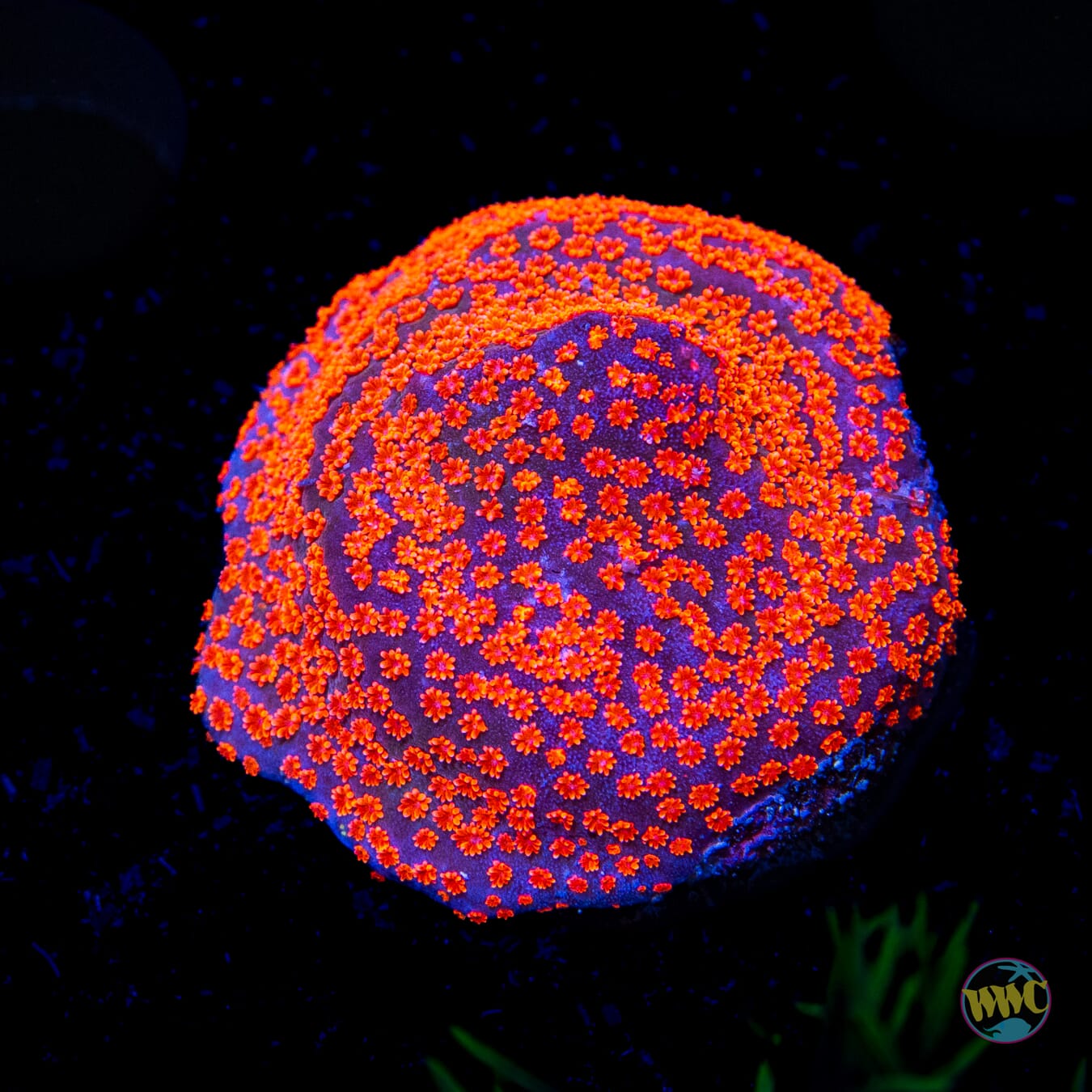 Jason Fox Dizzy Spell Montipora - Daylight Photo