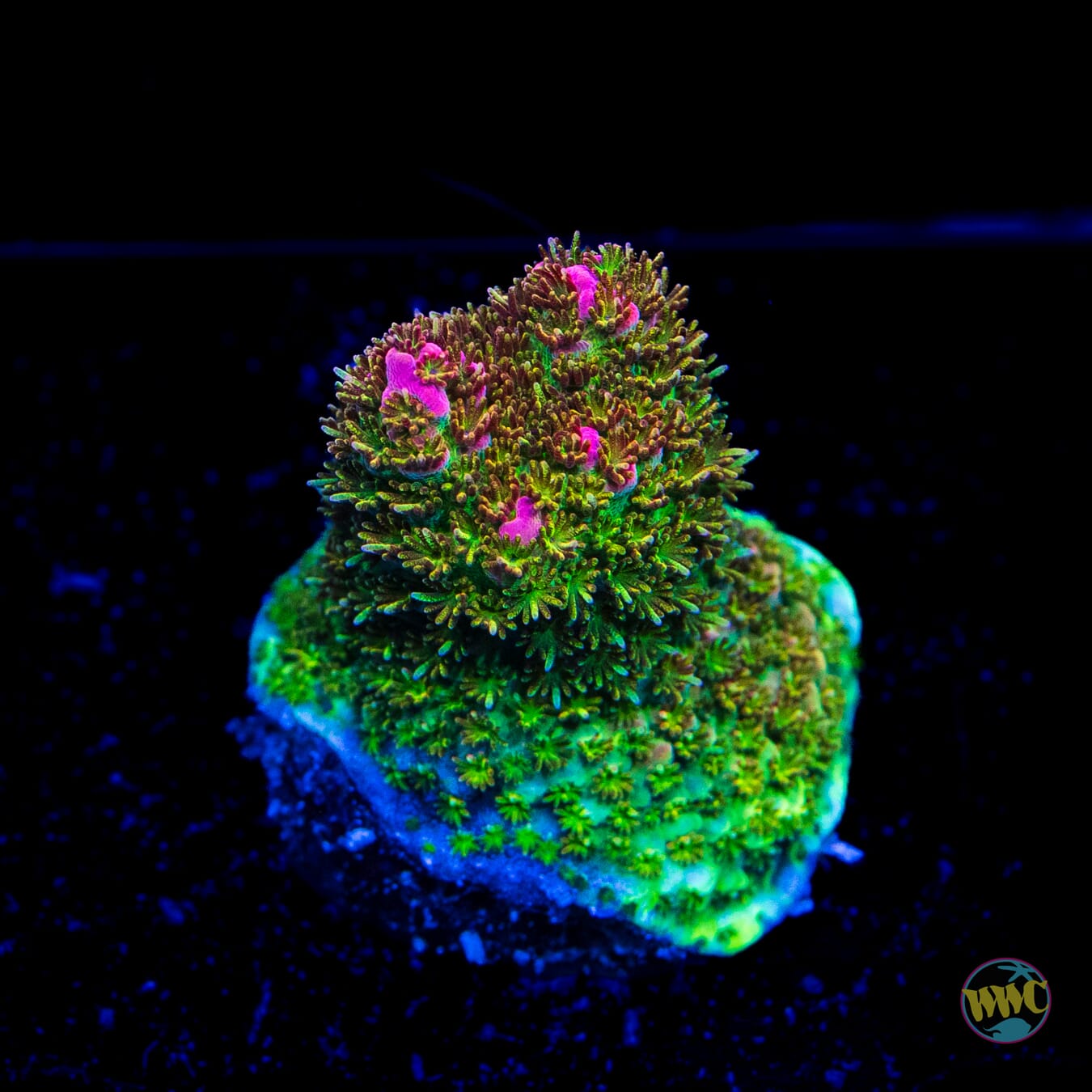 WWC Jello Shot Acropora - Daylight Photo