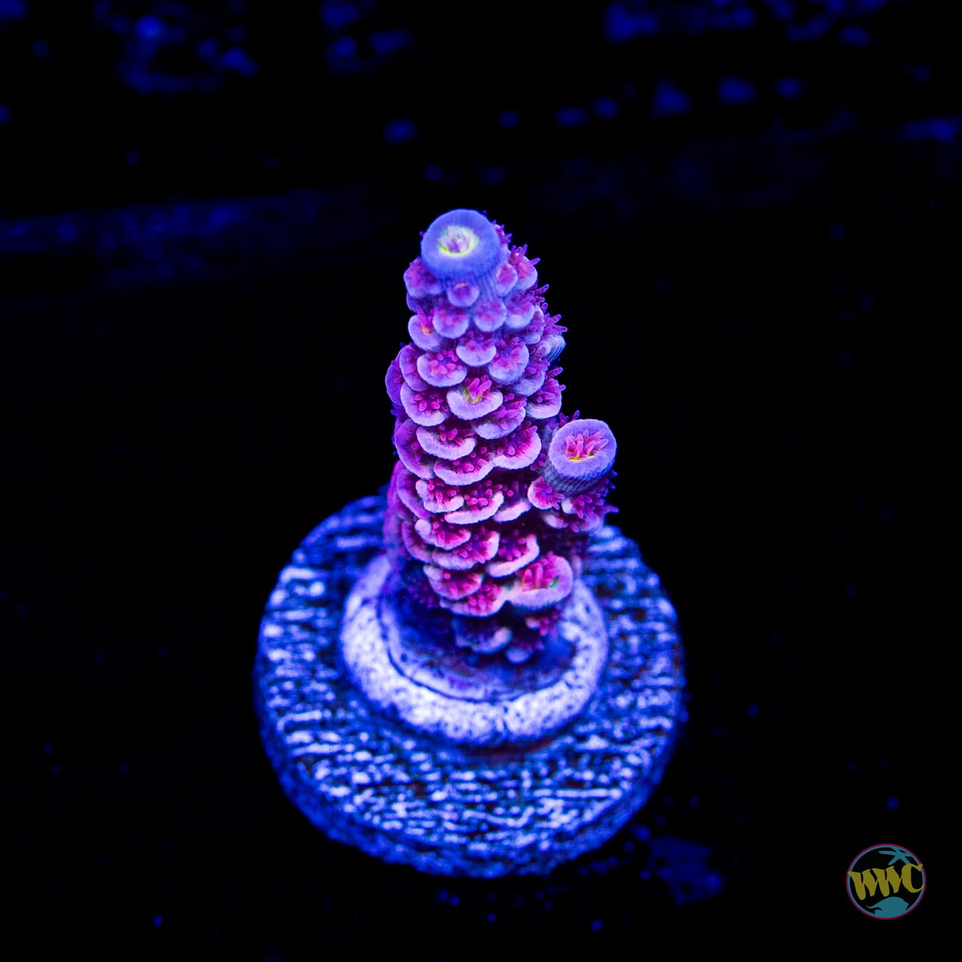 WWC Paradise Tenuis Acropora - Daylight Photo