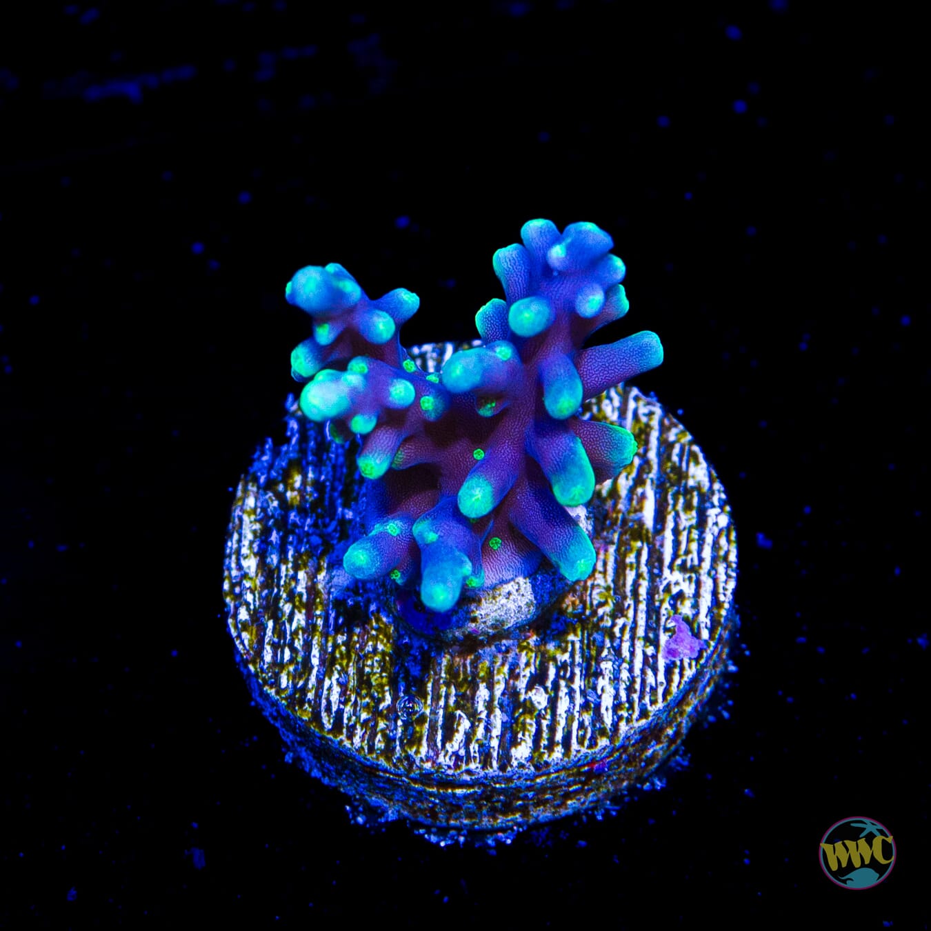 WWC Moonshine Acropora - Daylight Photo