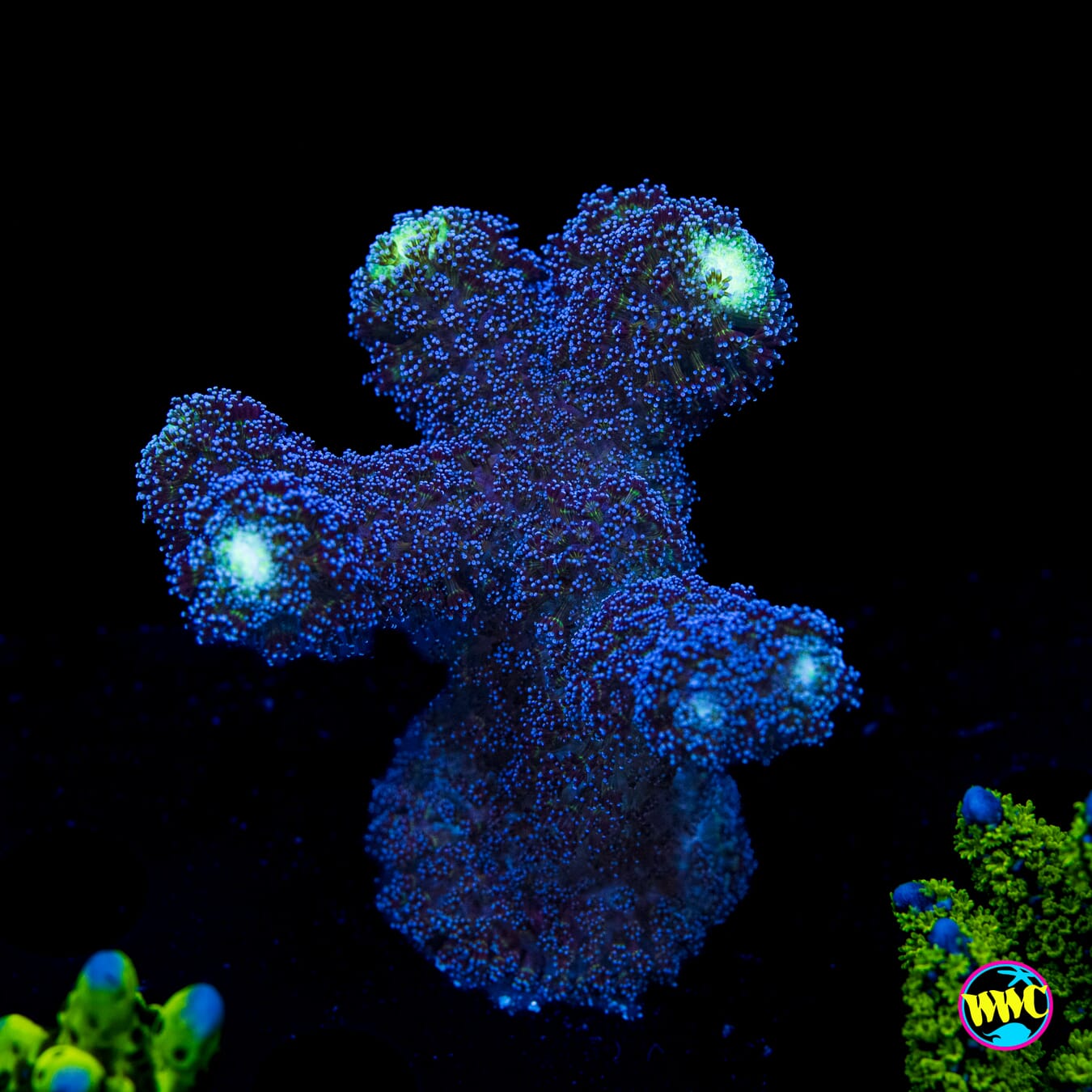 WWC Blue Stylophora - Actinic Photo
