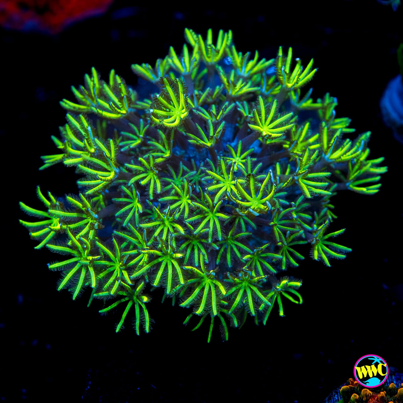 WWC Neon Pipe Organ - Actinic Photo