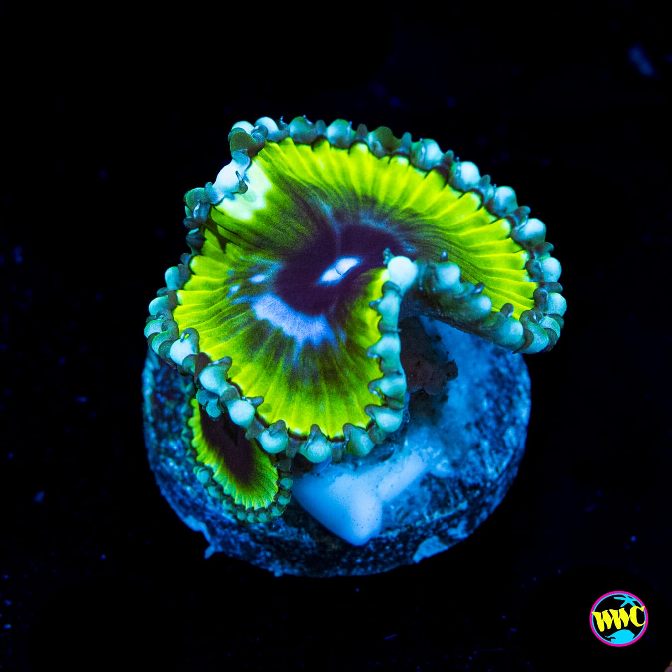 WWC Emerald Grandis Palythoa - Actinic Photo