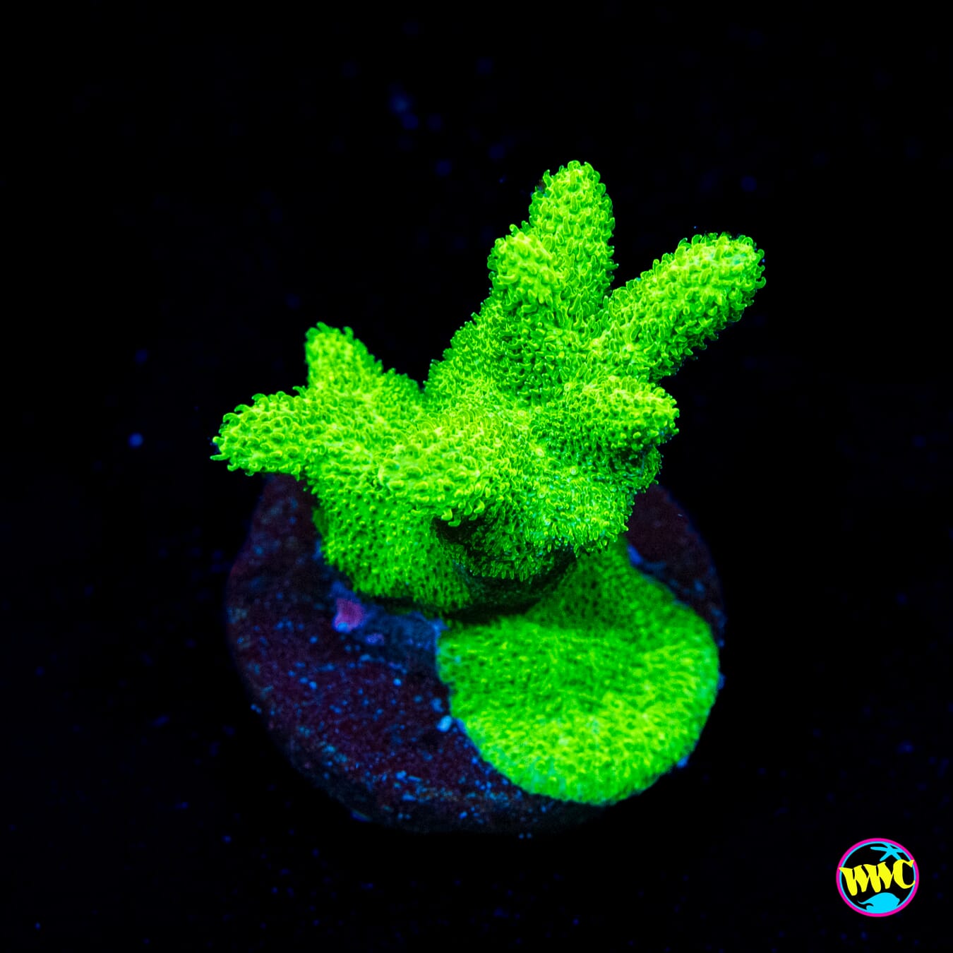 ORA Kelly Green Branching Psammocora - Actinic Photo