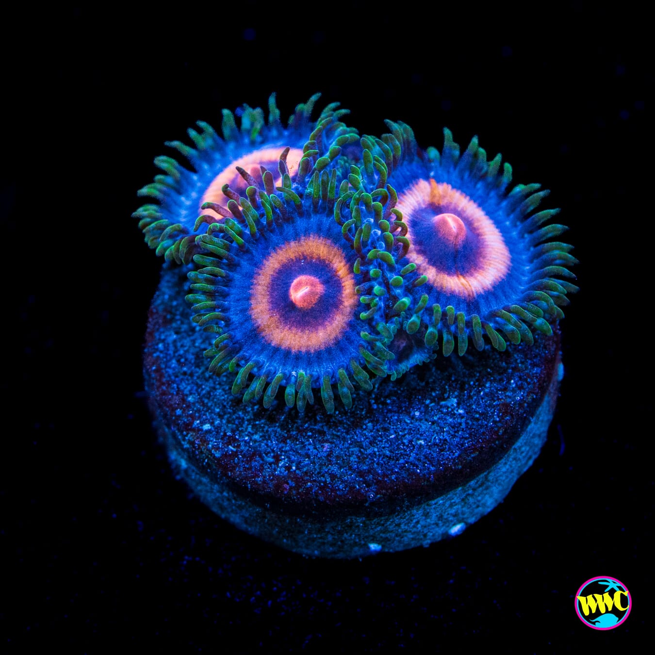Supergirls Zoanthids - Actinic Photo