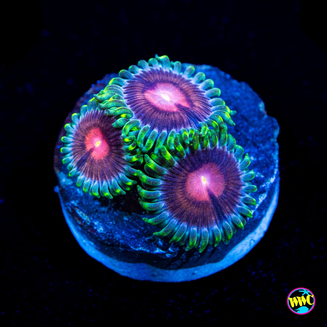WWC Lucky Kentucky Zoanthids - Actinic Photo