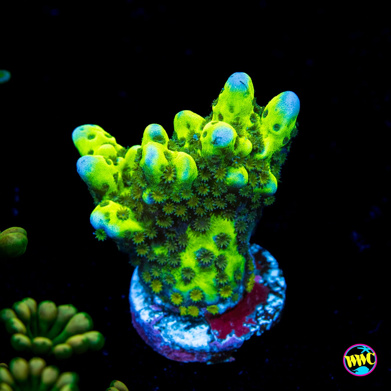WWC Slimeball Spongodes Montipora - Actinic Photo