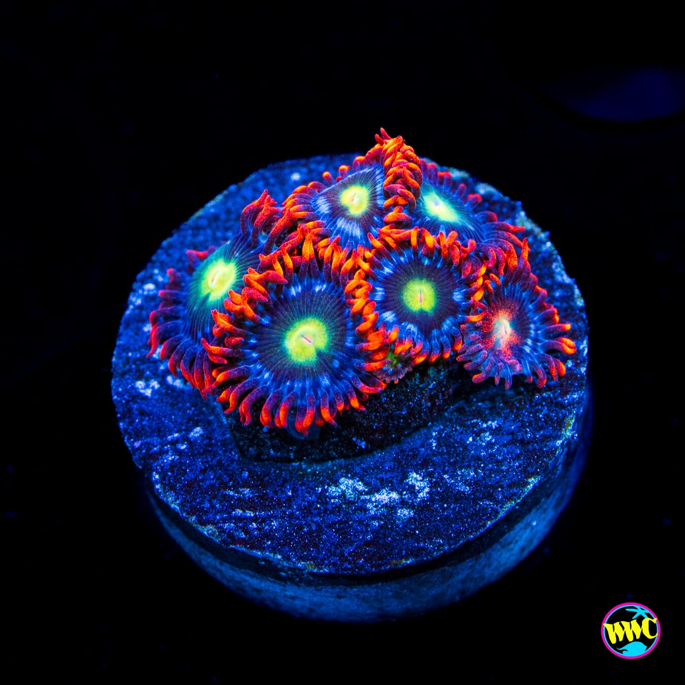 Monster Mash Zoanthids - Actinic Photo