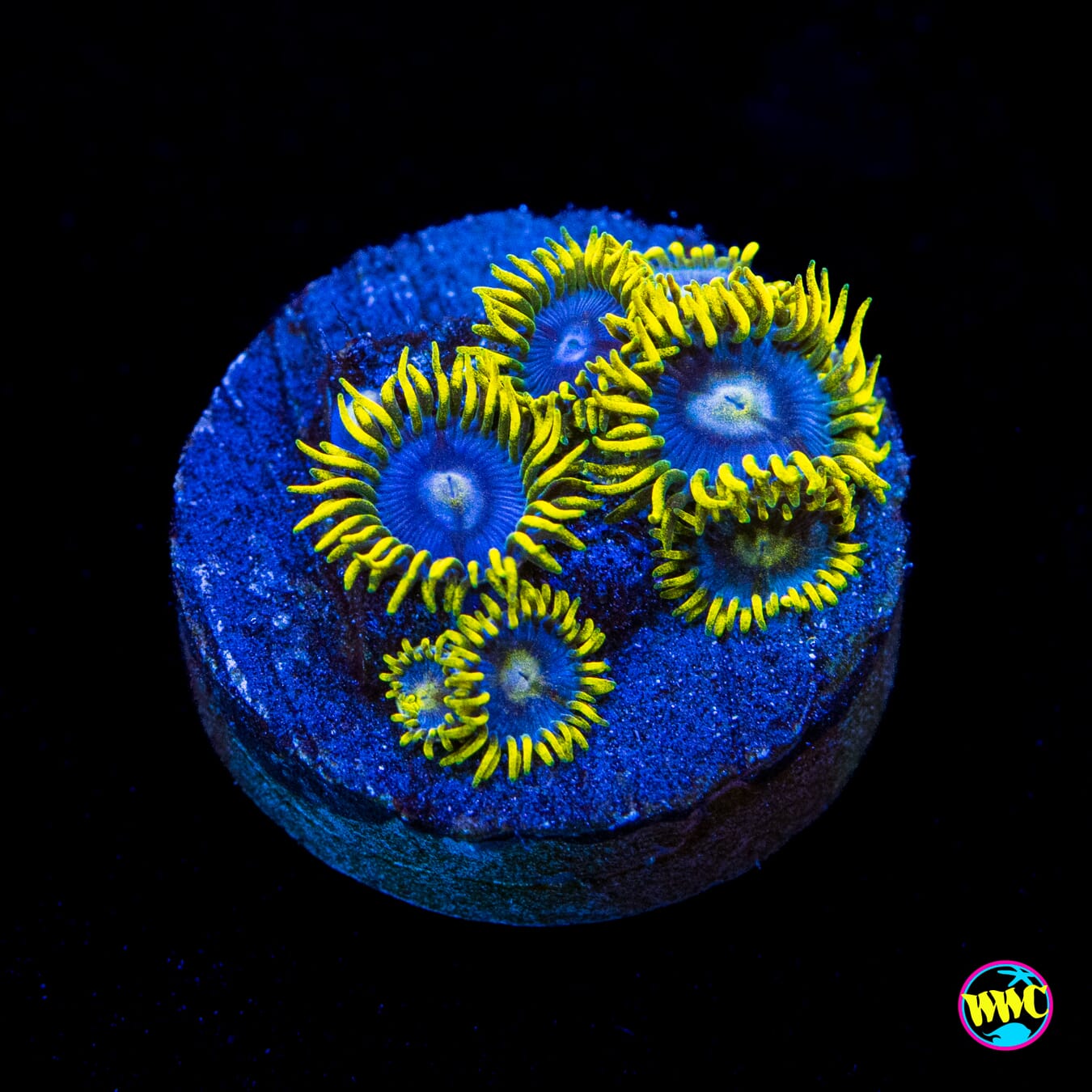 WWC Sunbeam Shuriken Zoanthids - Actinic Photo
