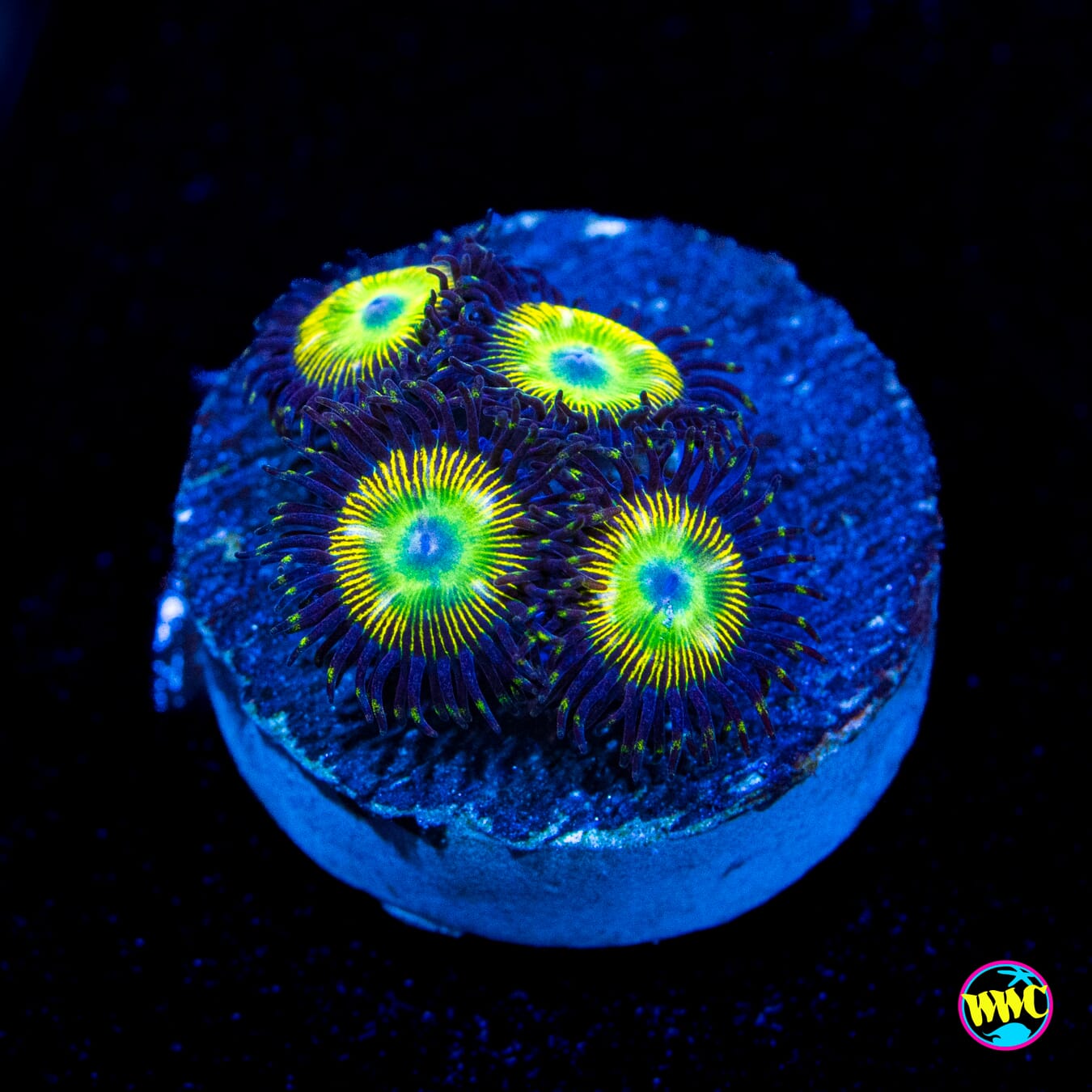 WWC Saltwater Taffee Zoanthids - Actinic Photo