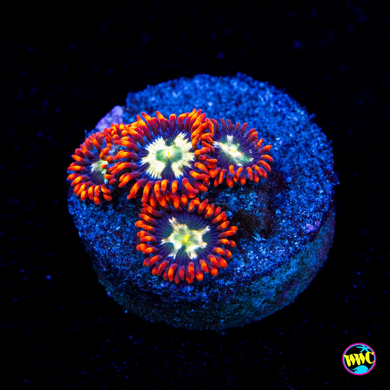 WWC Alpha Omega Zoanthids - Actinic Photo