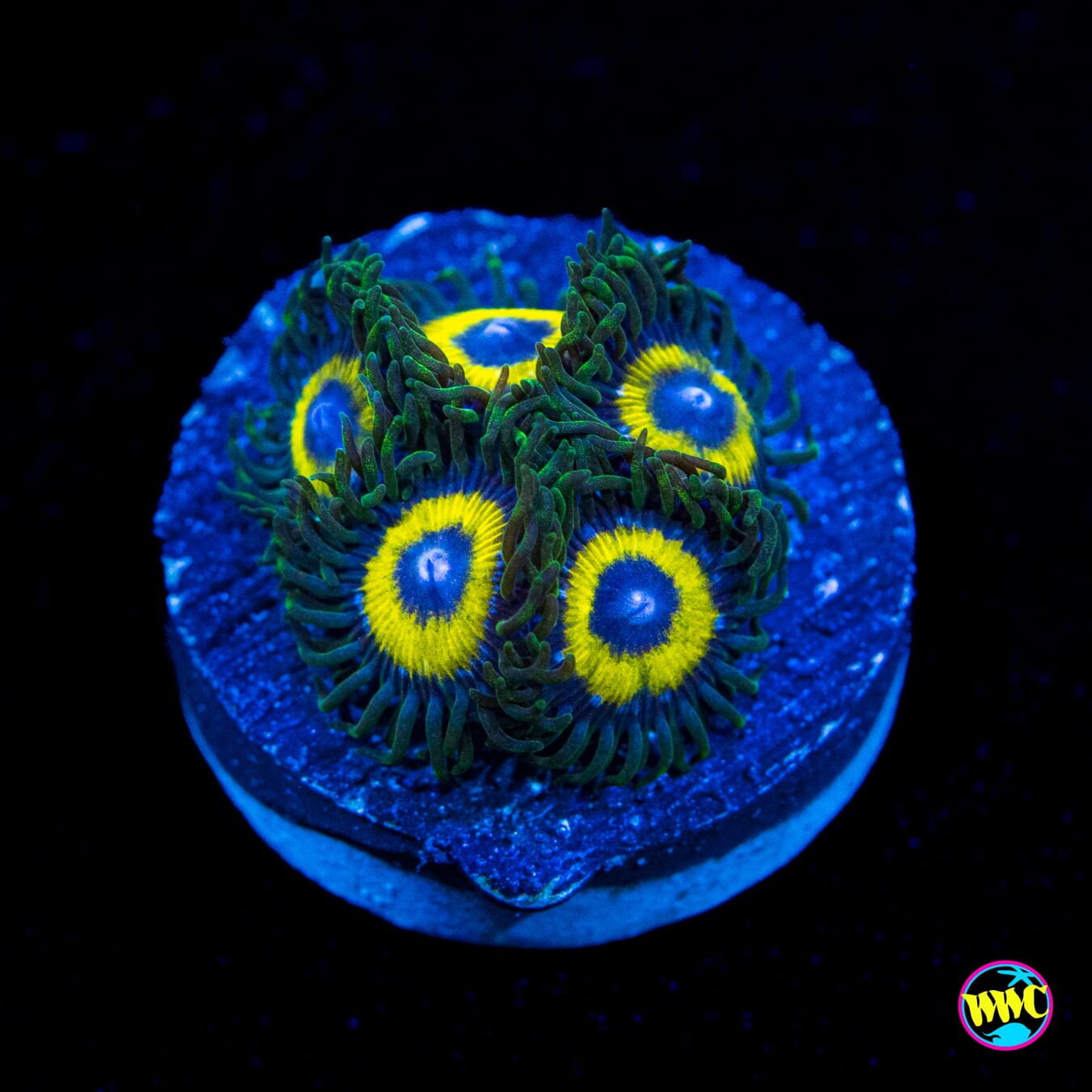 WWC Yellow Submarine Zoanthids - Actinic Photo