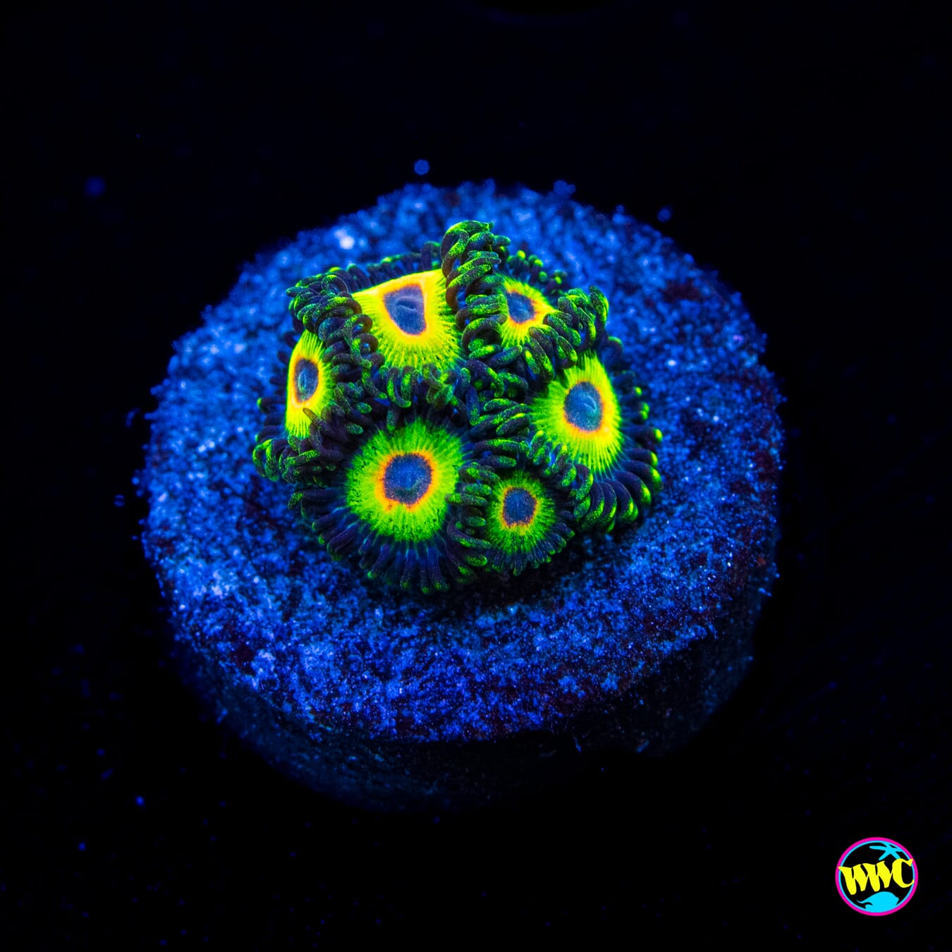 WWC Island Time Zoanthids - Actinic Photo