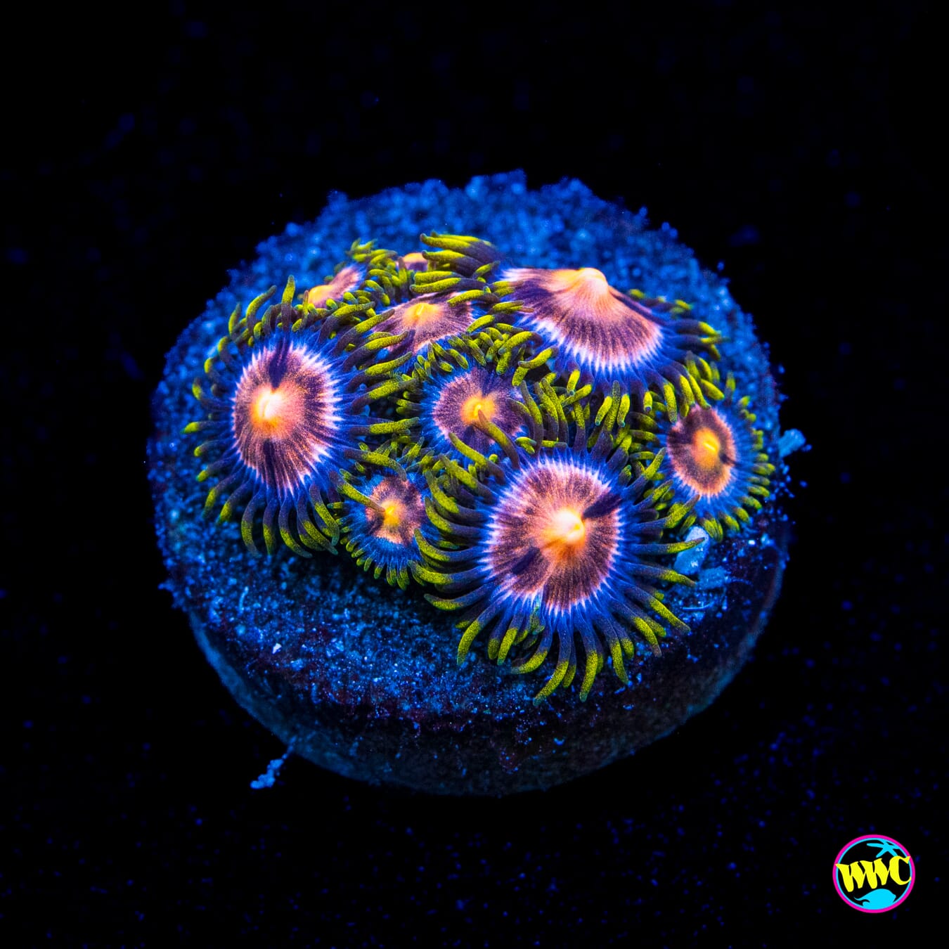 WWC Laser Lemon Zoanthids - Actinic Photo