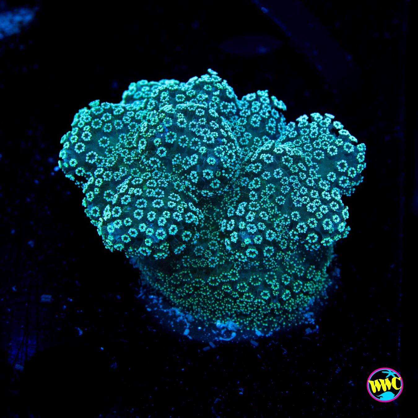 WWC Mint Stylophora - Actinic Photo