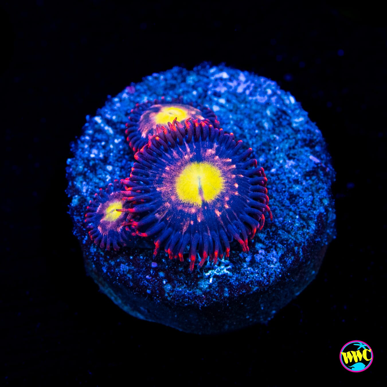 WWC Egg Yolk Zoanthids - Actinic Photo