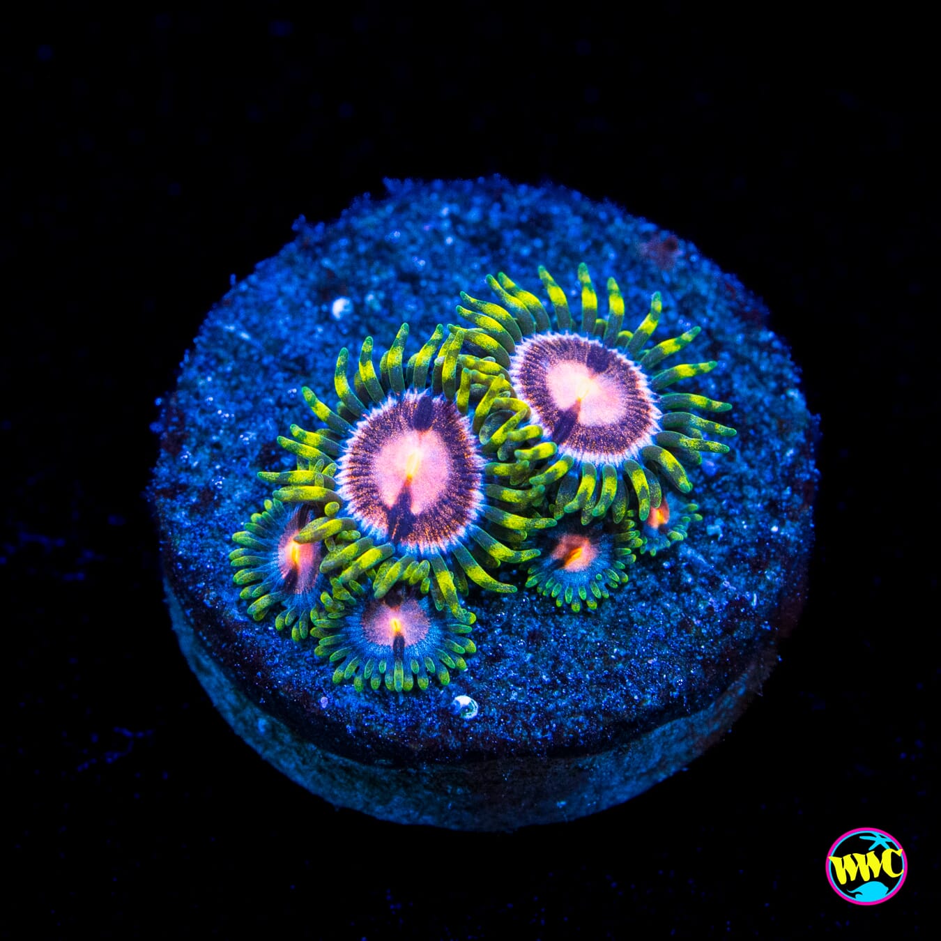 WWC Sweet Tooth Zoanthids - Actinic Photo