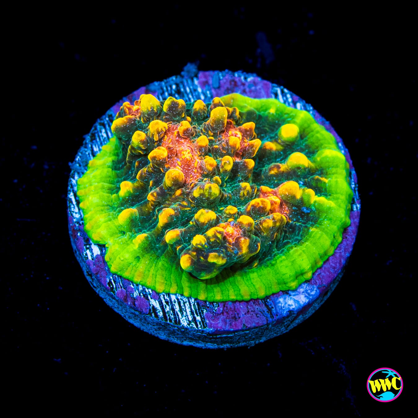 WWC Area 51 Chalice - Actinic Photo