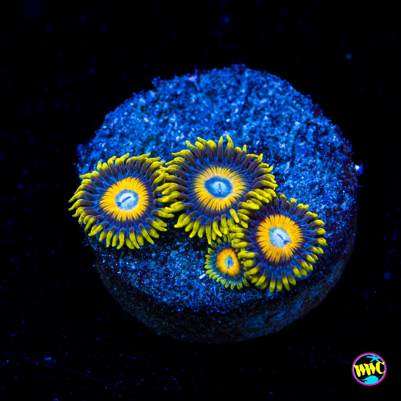 Scrambled Eggs Zoanthids - Actinic Photo