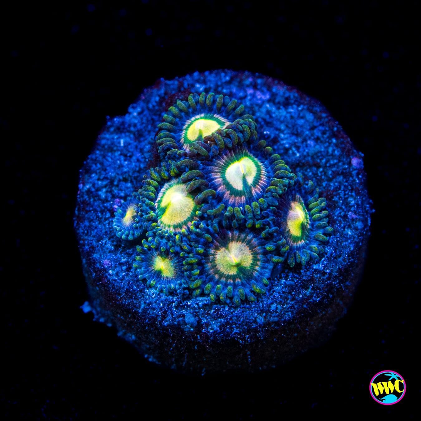 WWC Mystic Moon Zoanthids - Actinic Photo