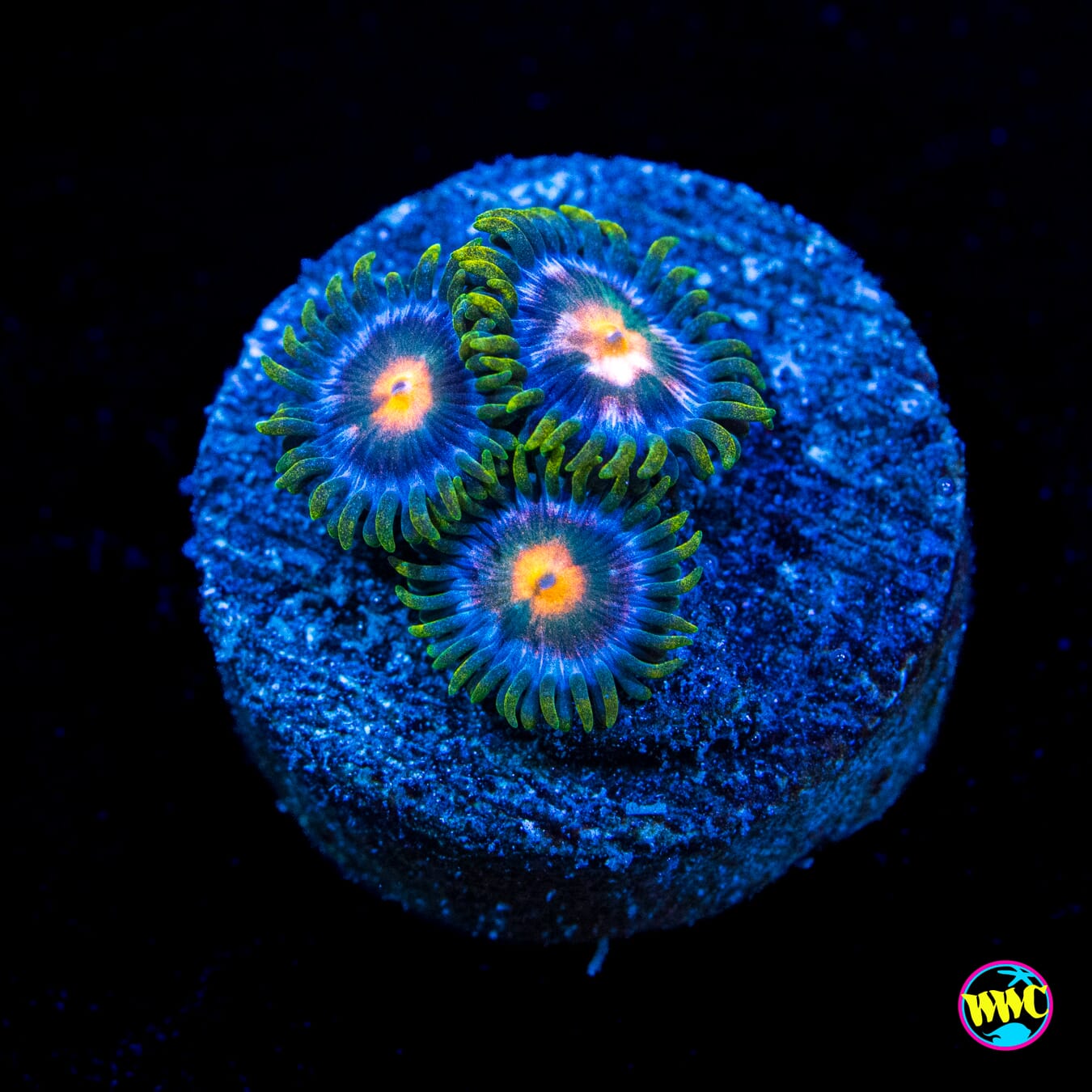 WWC Blue Pinwheel Zoanthids - Actinic Photo