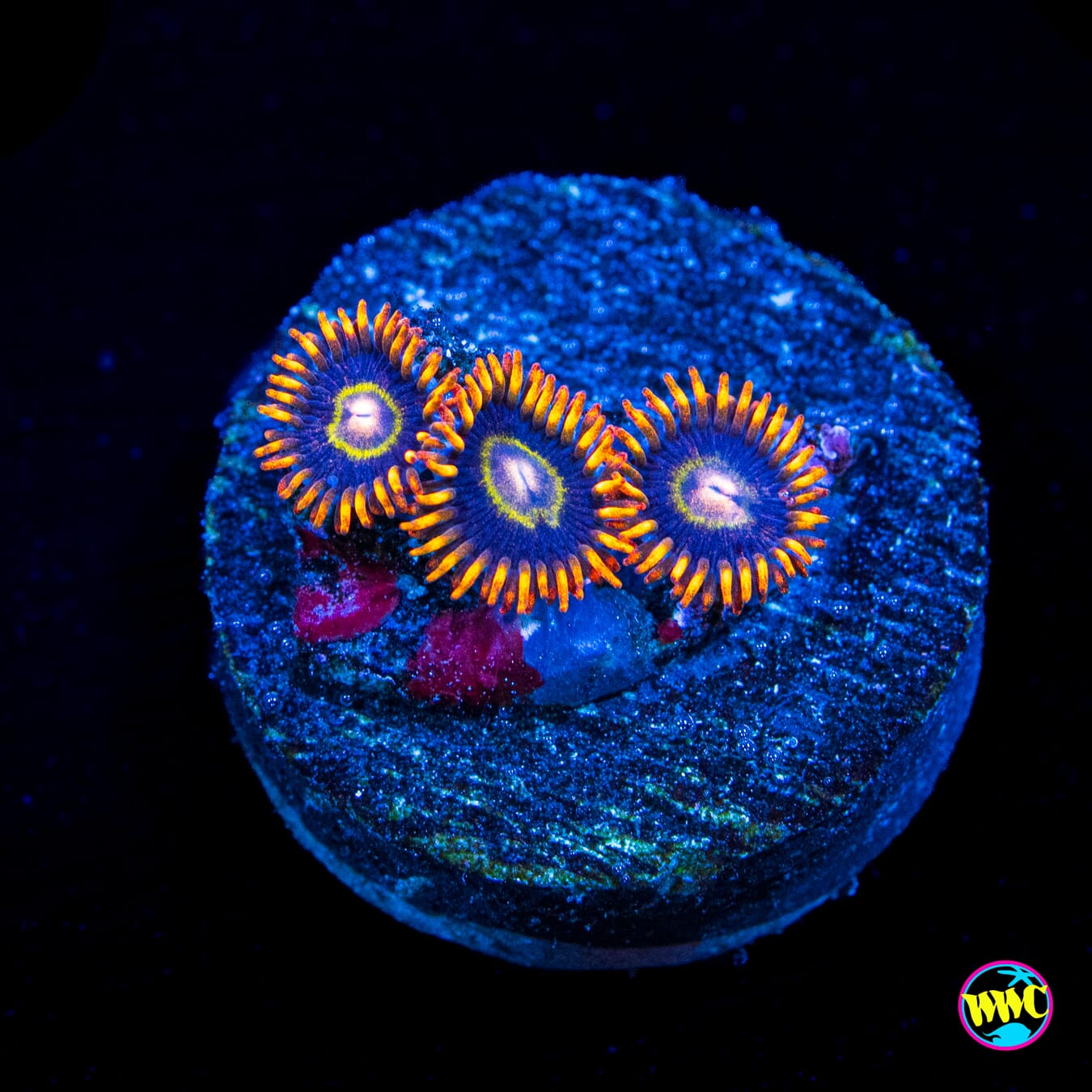 Rainbow Hornet Zoanthids - Actinic Photo