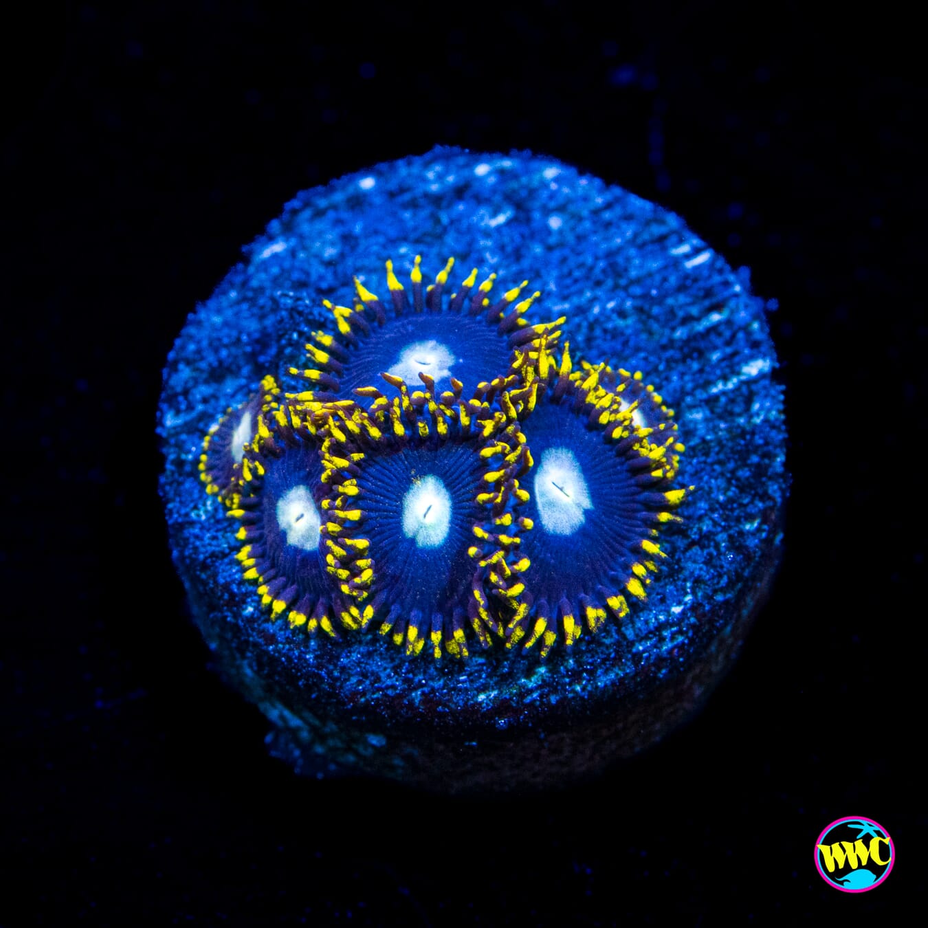 WWC Hail Lander Zoanthids - Actinic Photo