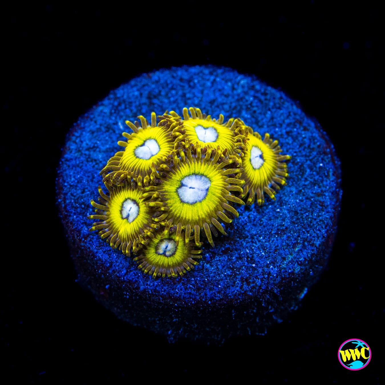 Pikachus Zoanthids - Actinic Photo