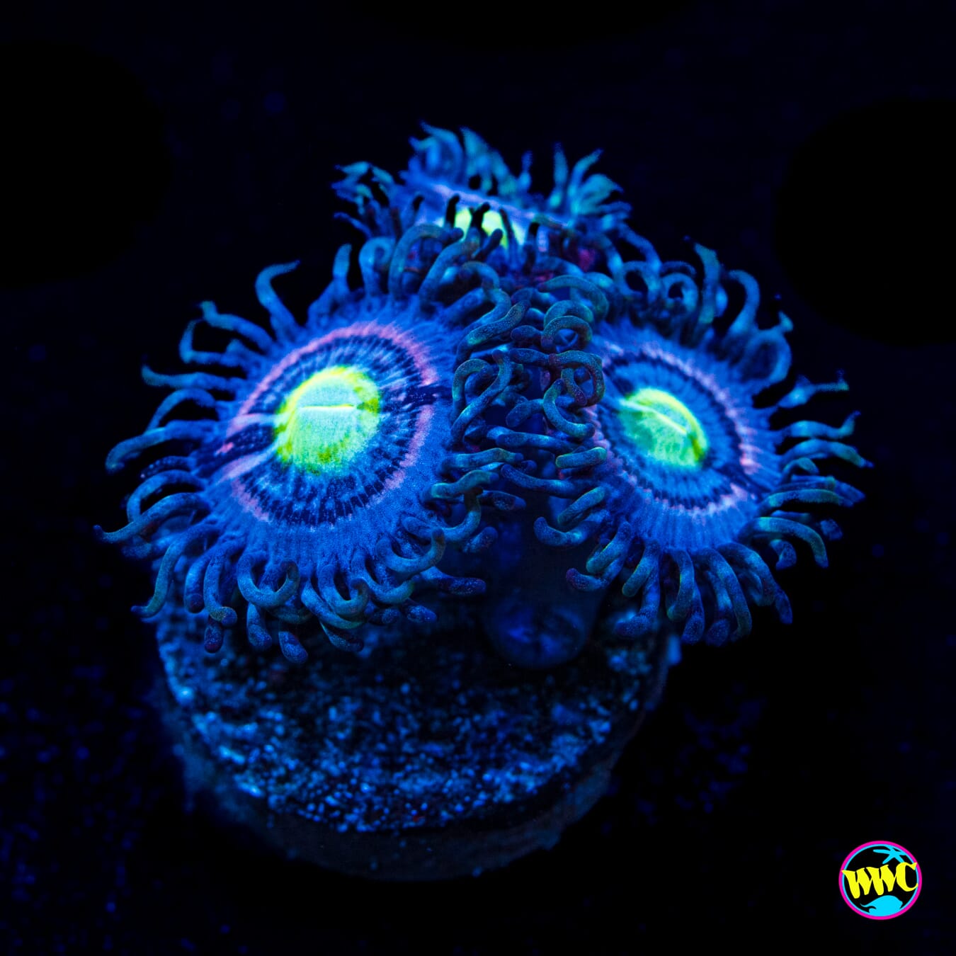 WWC Blue Watermelon Zoanthids - Actinic Photo