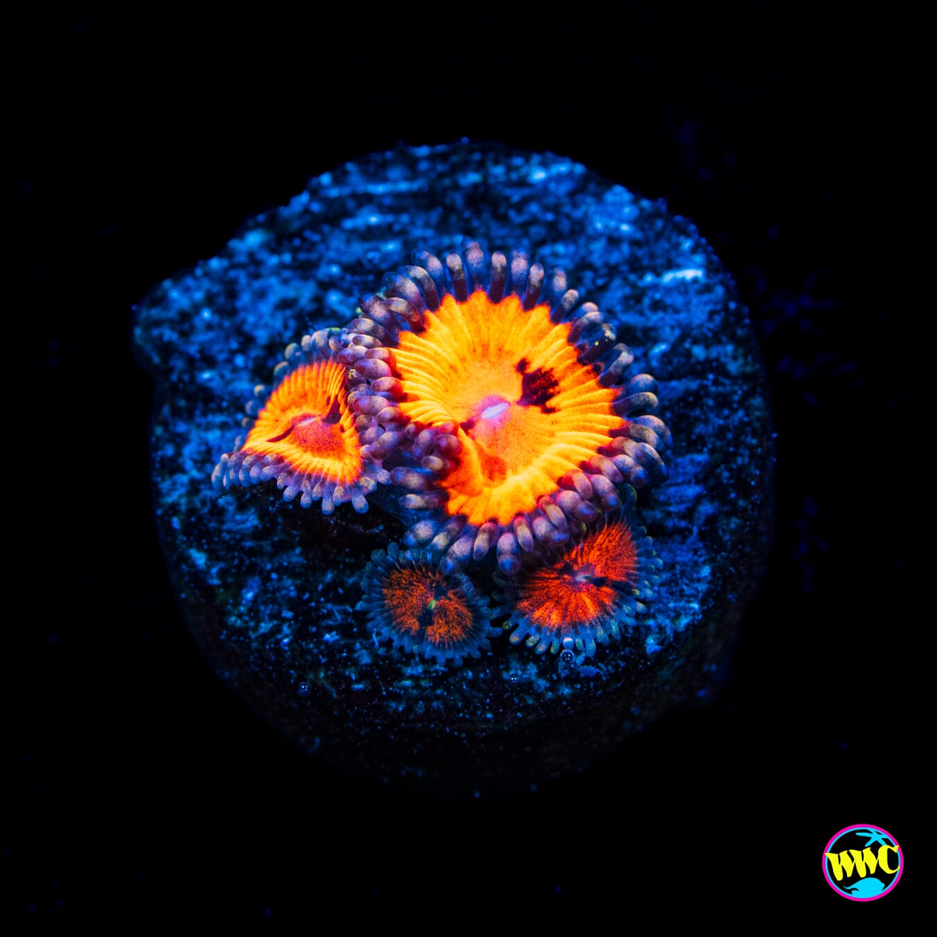 WWC Blood Suckerz Zoanthids - Actinic Photo