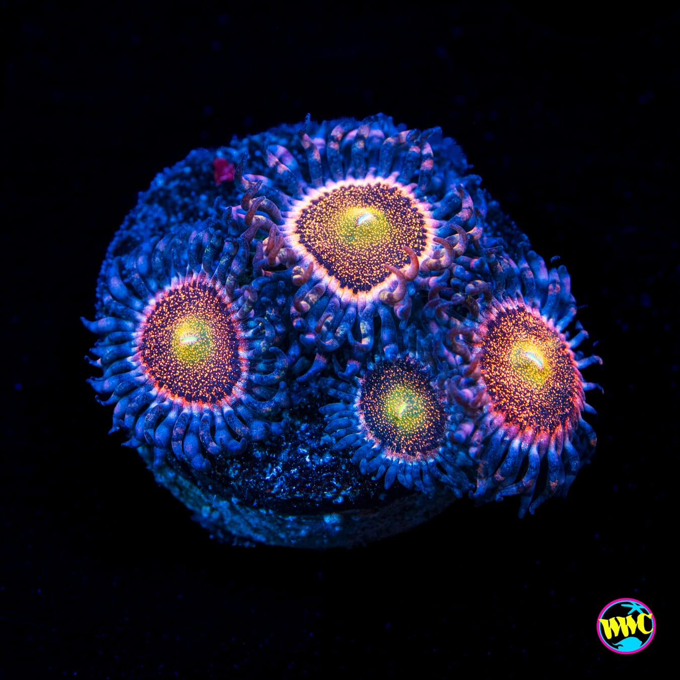 WWC Mohawk Zoanthids - Actinic Photo
