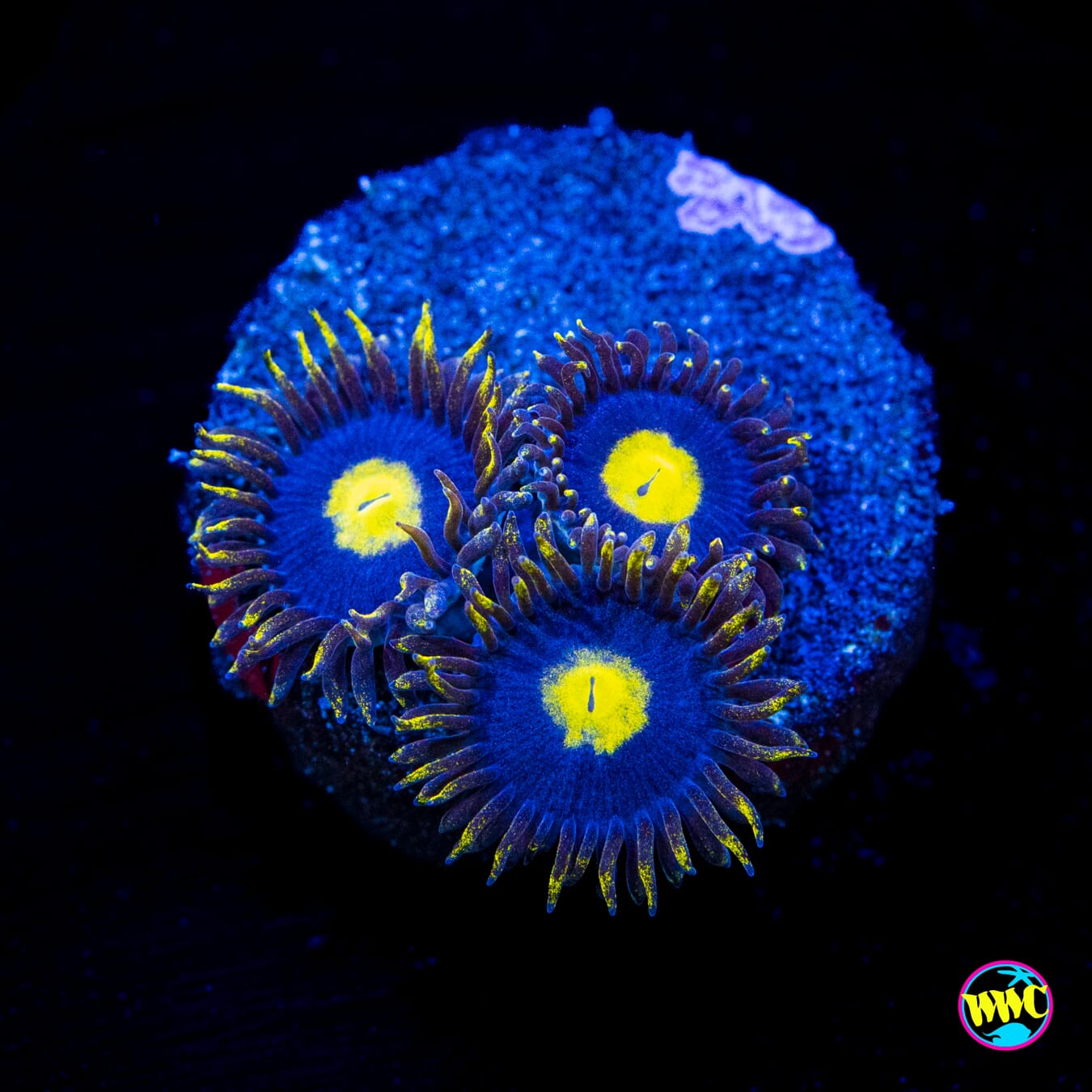 WWC Crazy Kimchi Zoanthids - Actinic Photo