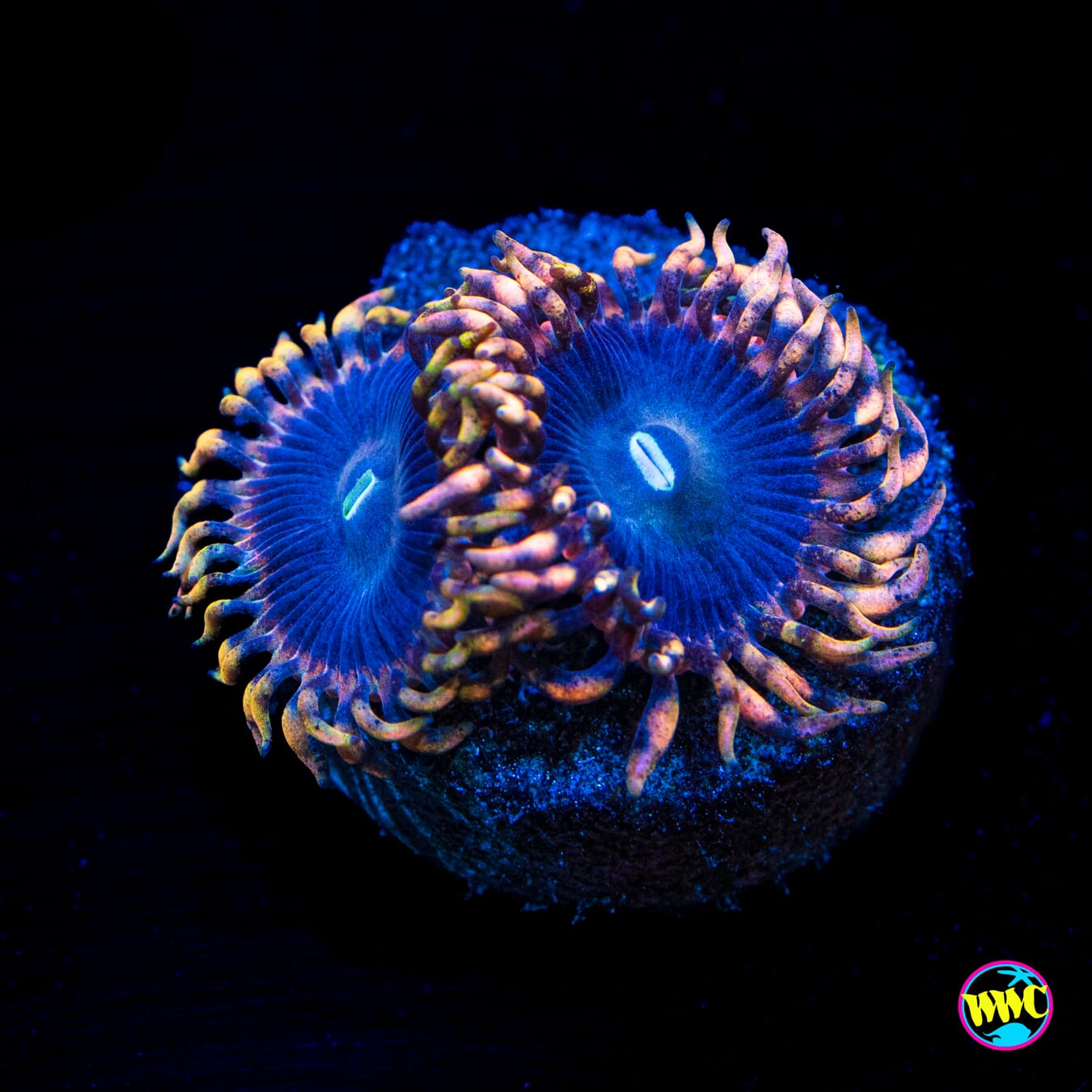 Anti Matter Zoanthids - Actinic Photo