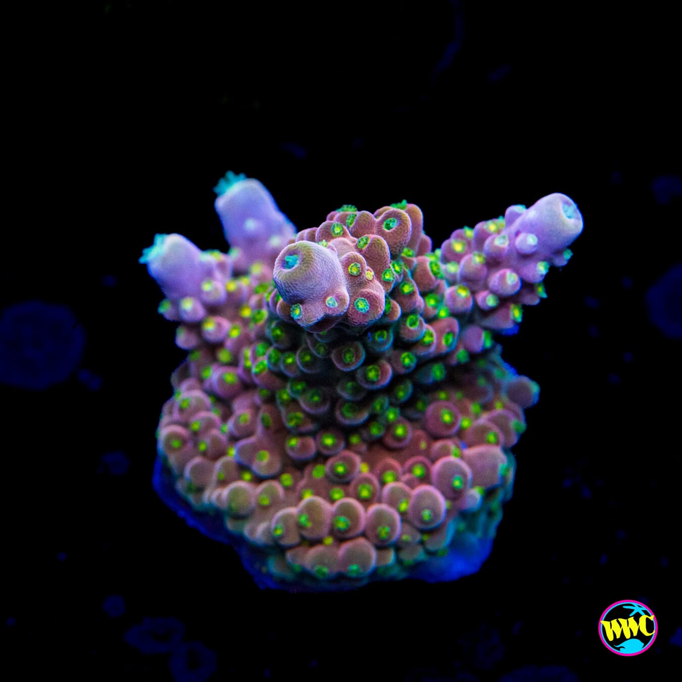 WWC Fruit Mix Acropora - Actinic Photo